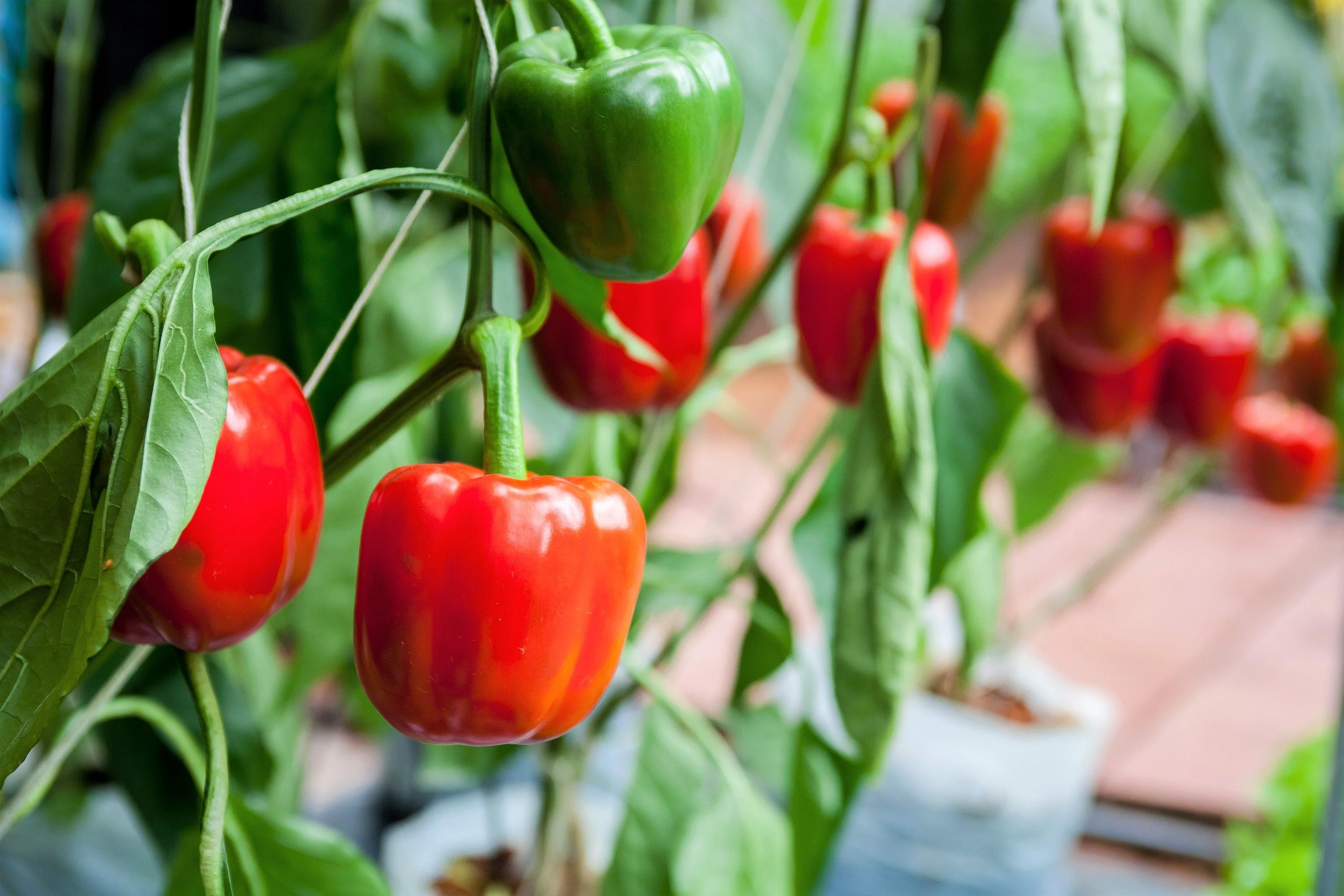 20 Organic Red MINI BELL PEPPER Sweet Mild Miniature Capsicum Annuum Vegetable Seeds - Image 2