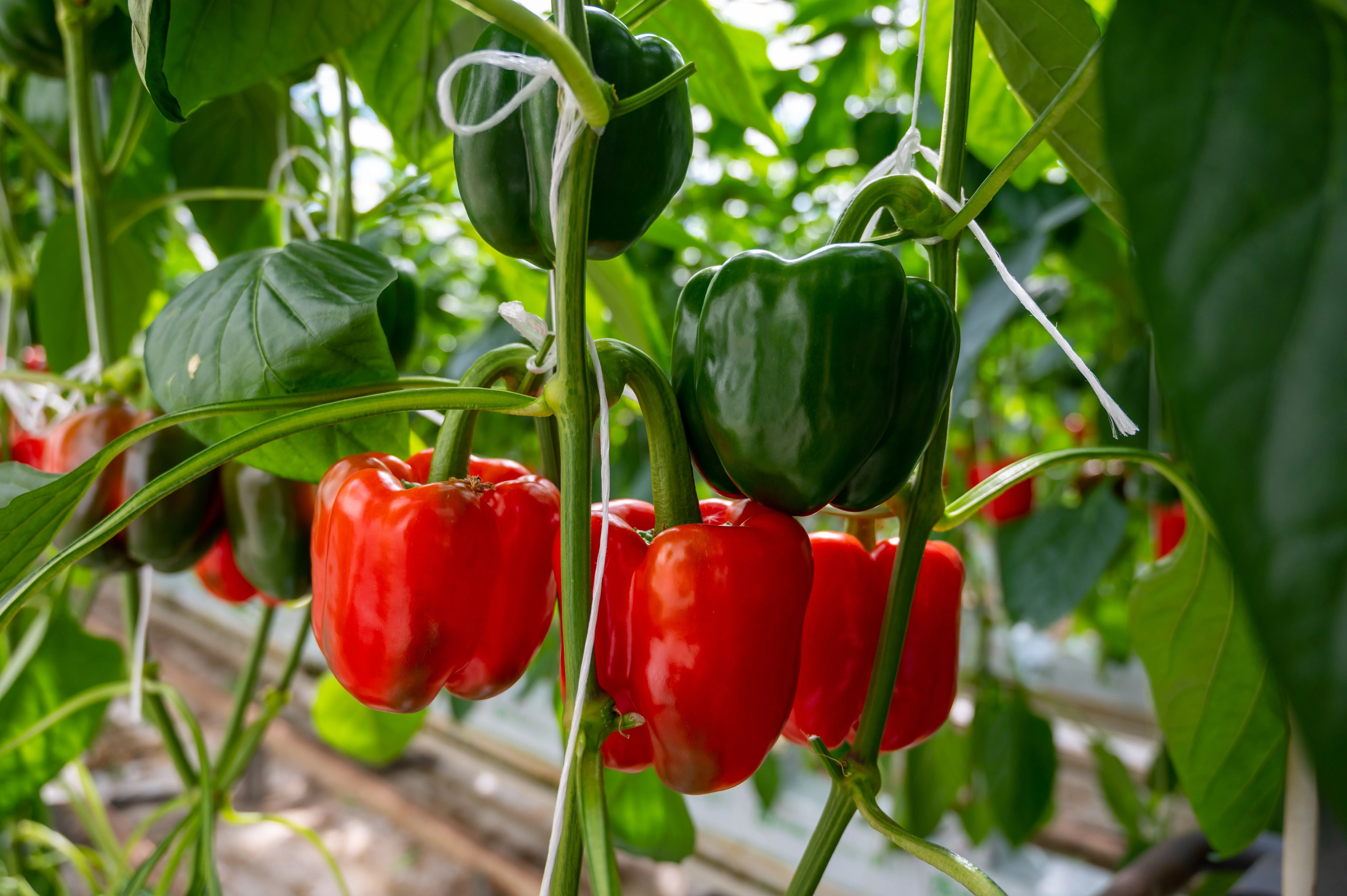 20 Organic Red MINI BELL PEPPER Sweet Mild Miniature Capsicum Annuum Vegetable Seeds - Image 3