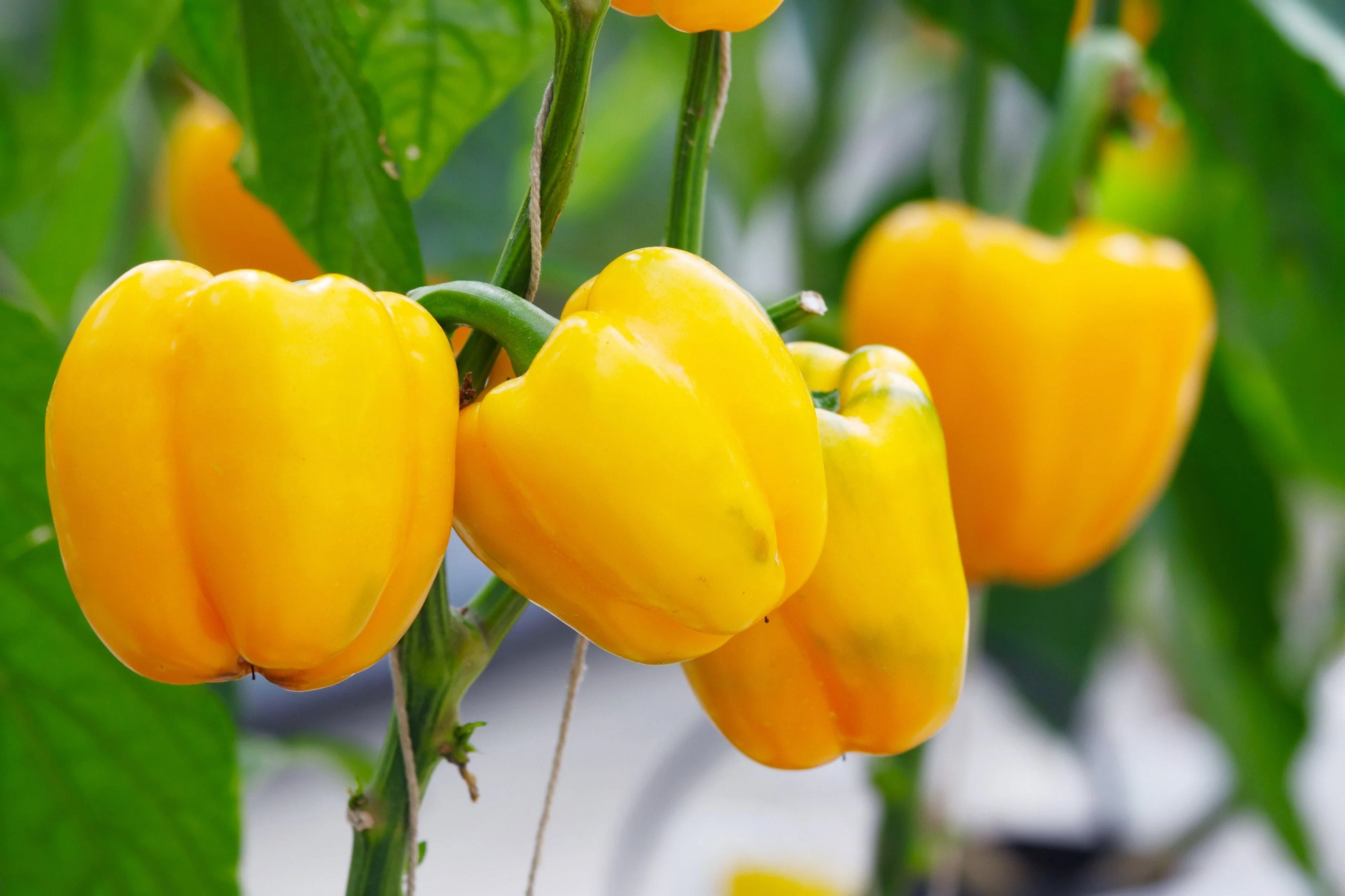 20 Organic Yellow MINI BELL PEPPER Sweet Mild Miniature Capsicum Annuum Vegetable Seeds - Image 4