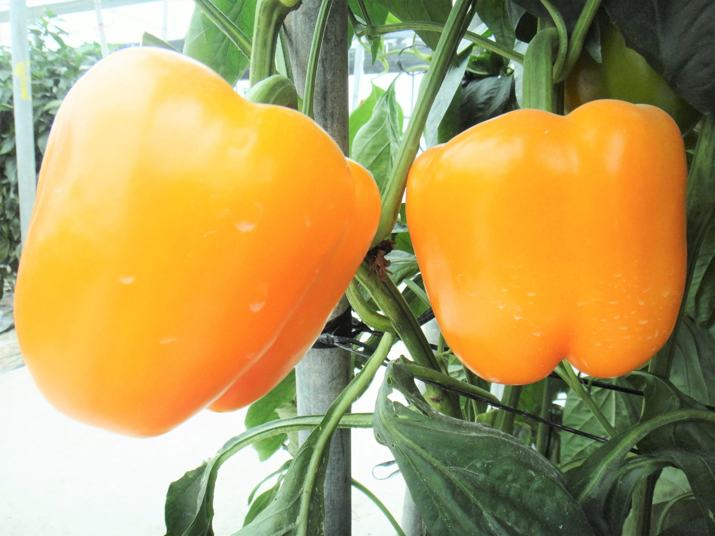 20 Organic Yellow MINI BELL PEPPER Sweet Mild Miniature Capsicum Annuum Vegetable Seeds - Image 7