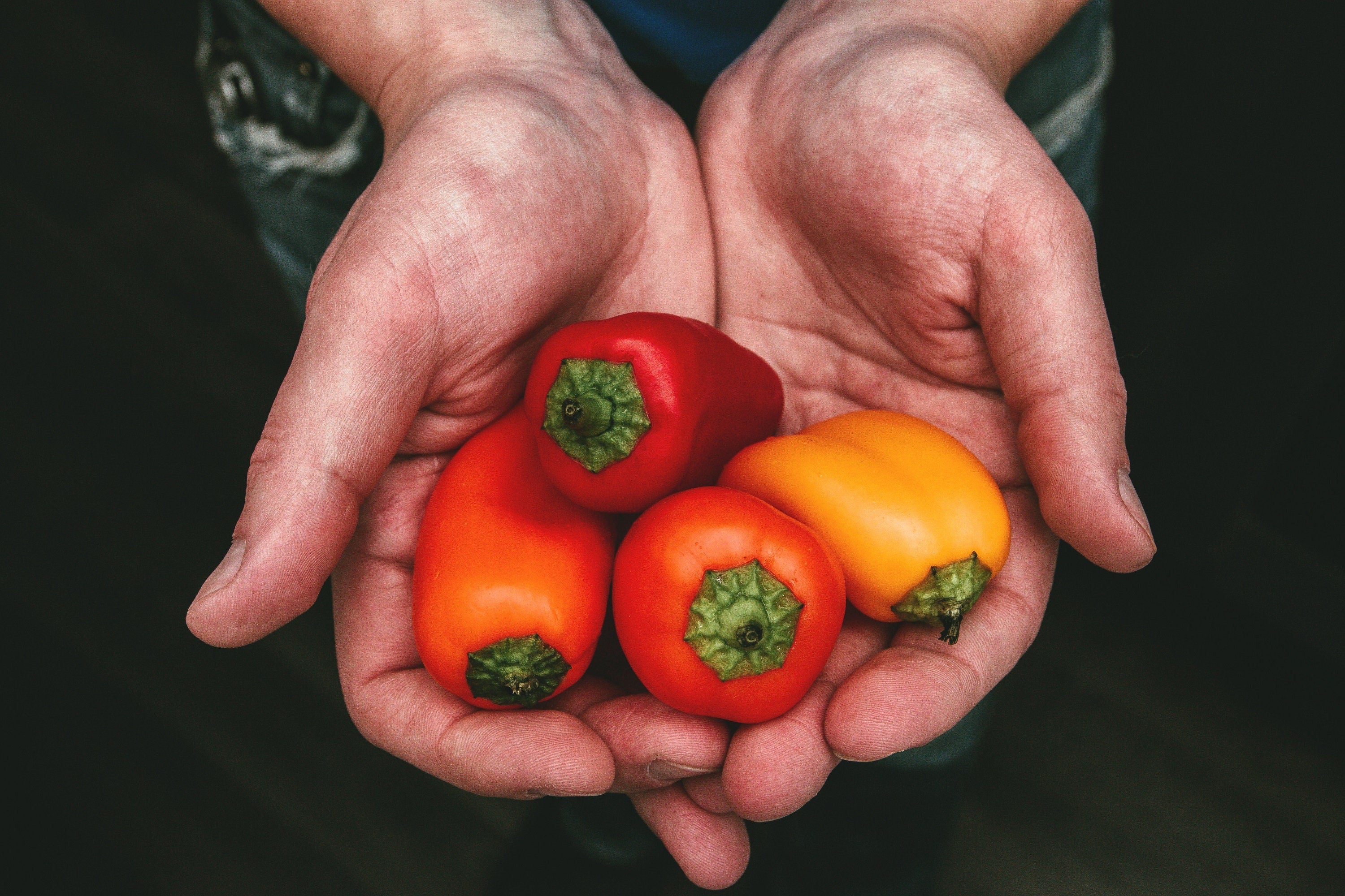20 Organic Yellow MINI BELL PEPPER Sweet Mild Miniature Capsicum Annuum Vegetable Seeds - Image 9