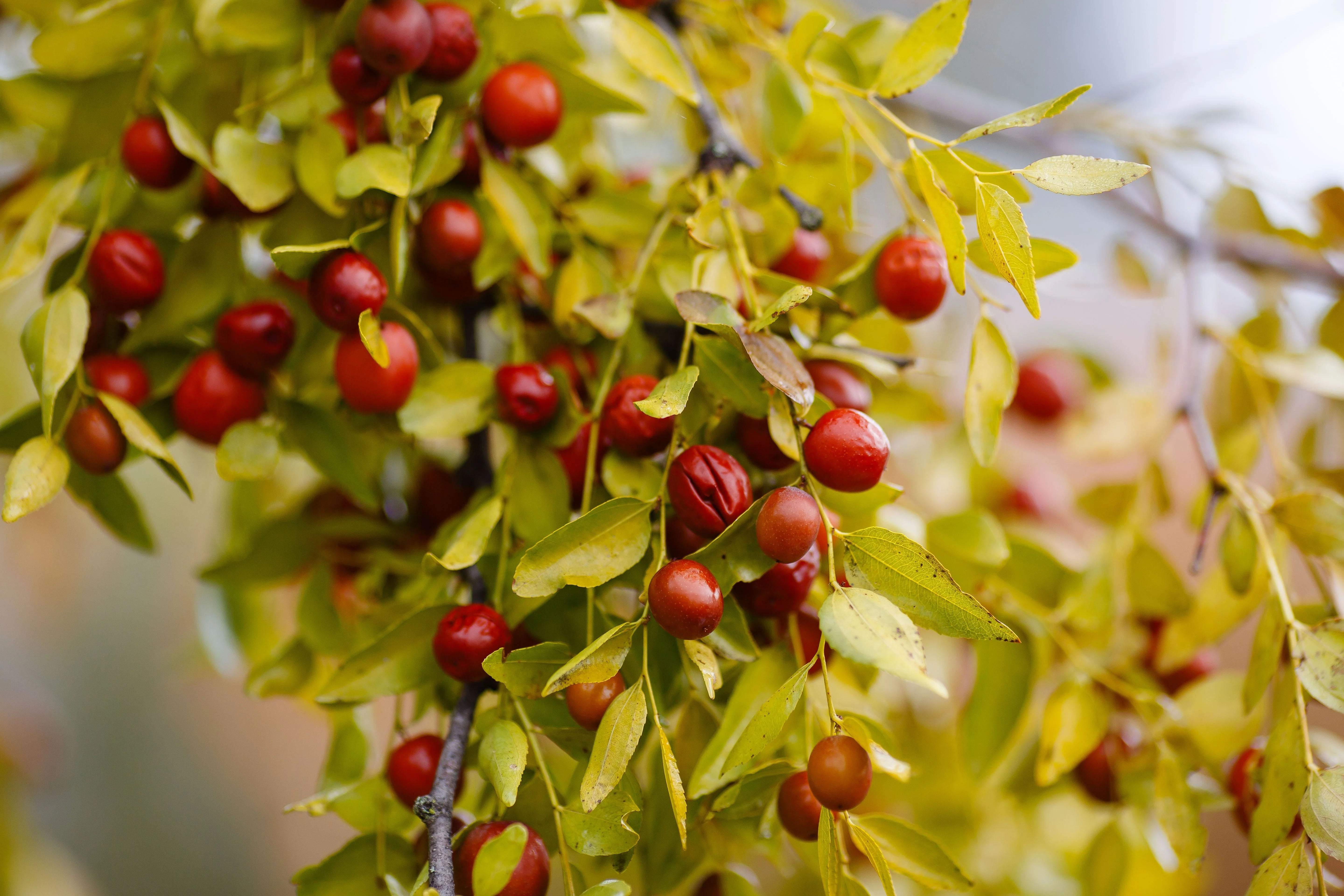 20 RED Chinese DATE TREE Edible Fruit Jujube Ziziphus Jujuba Yellow Flower Seeds - Image 4