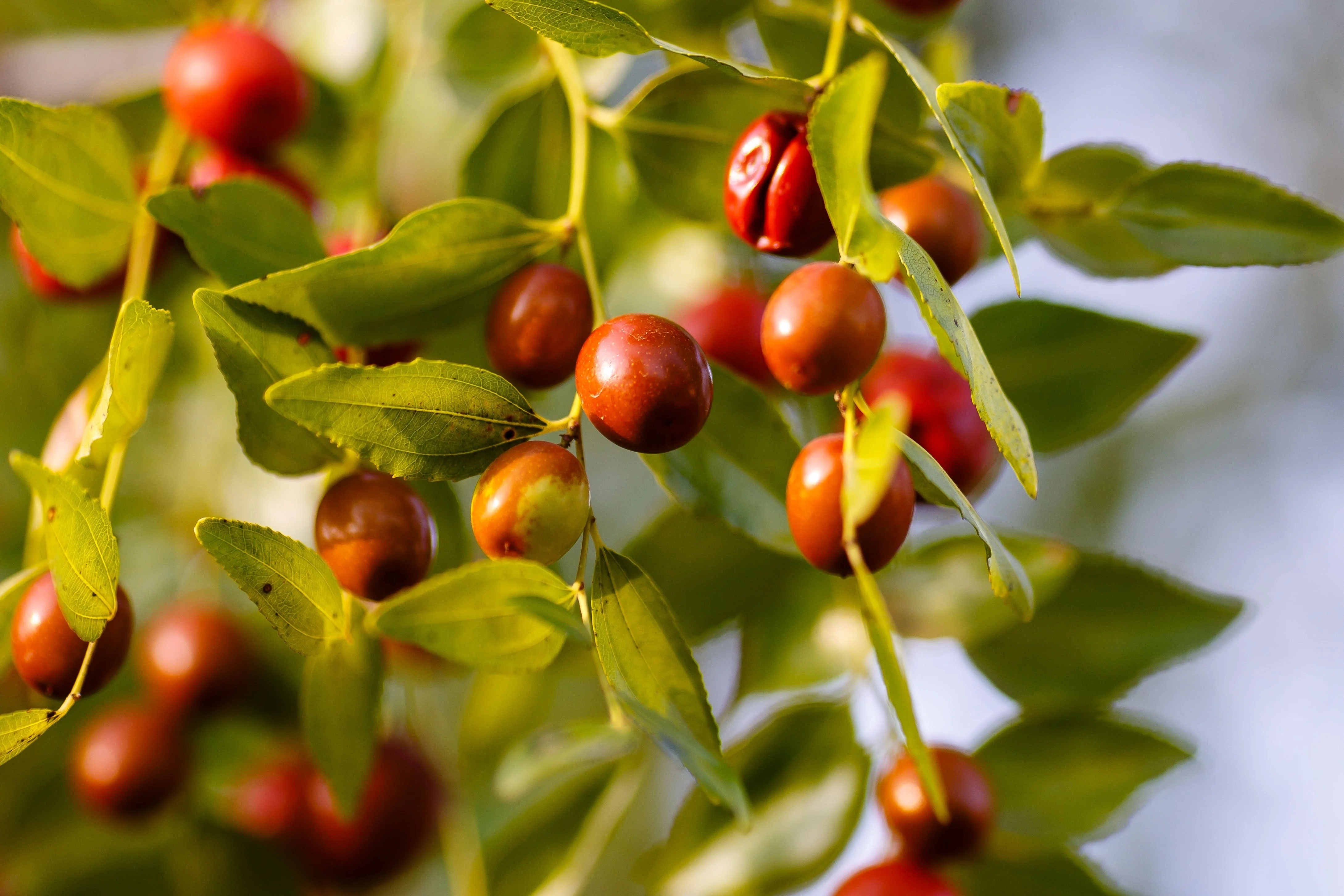 20 RED Chinese DATE TREE Edible Fruit Jujube Ziziphus Jujuba Yellow Flower Seeds - Image 5
