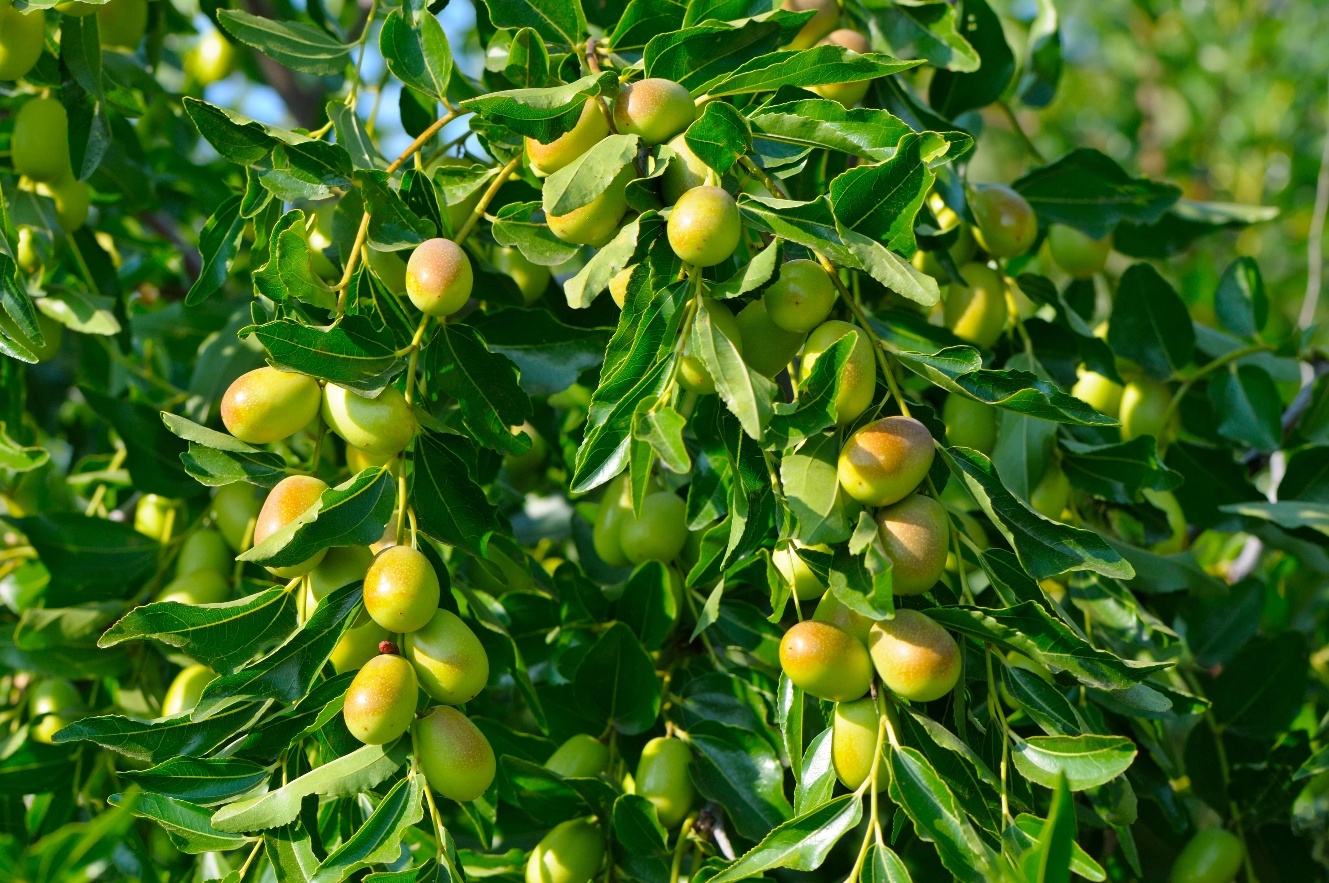 20 RED Chinese DATE TREE Edible Fruit Jujube Ziziphus Jujuba Yellow Flower Seeds - Image 6