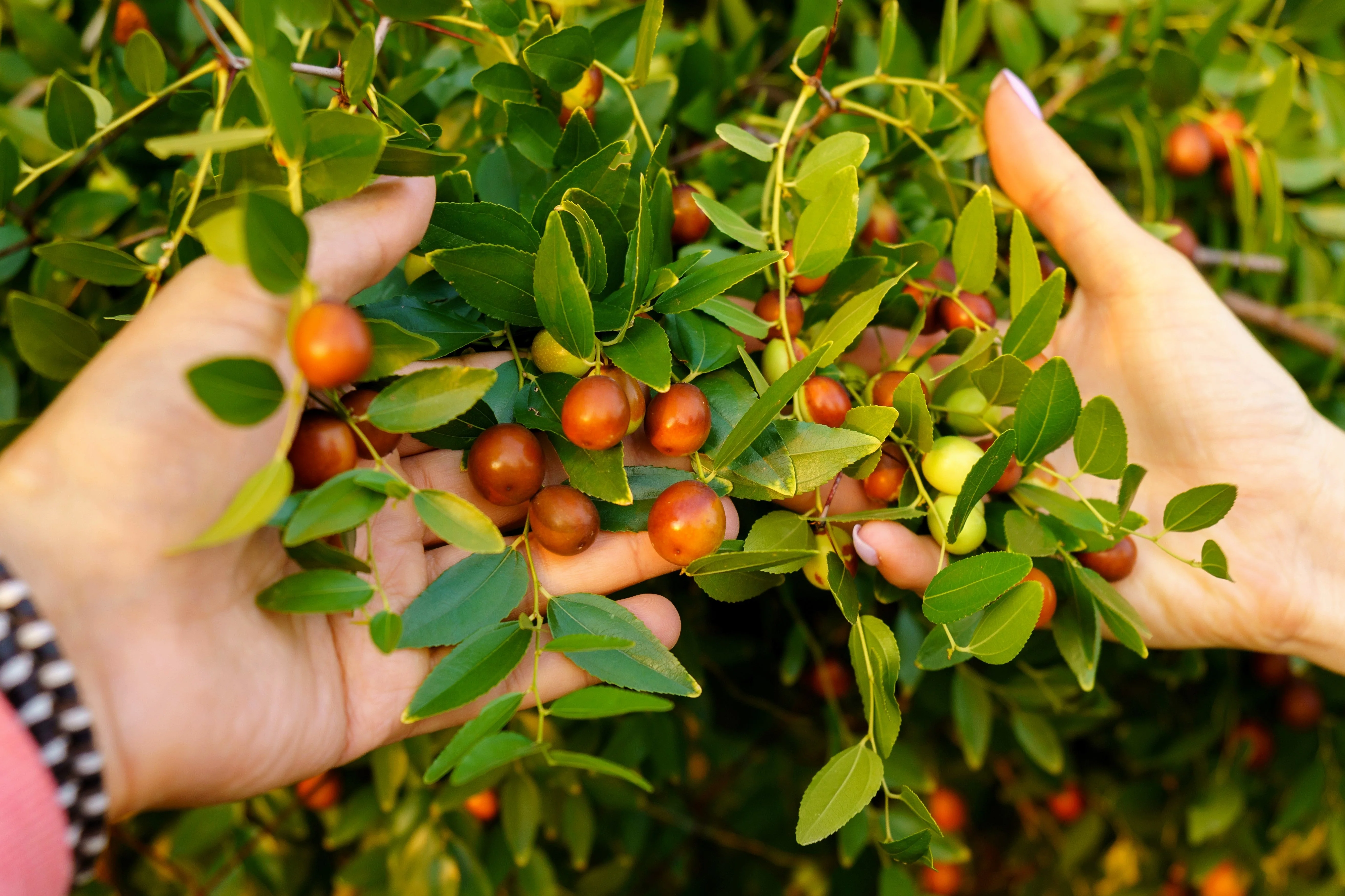 20 RED Chinese DATE TREE Edible Fruit Jujube Ziziphus Jujuba Yellow Flower Seeds - Image 7