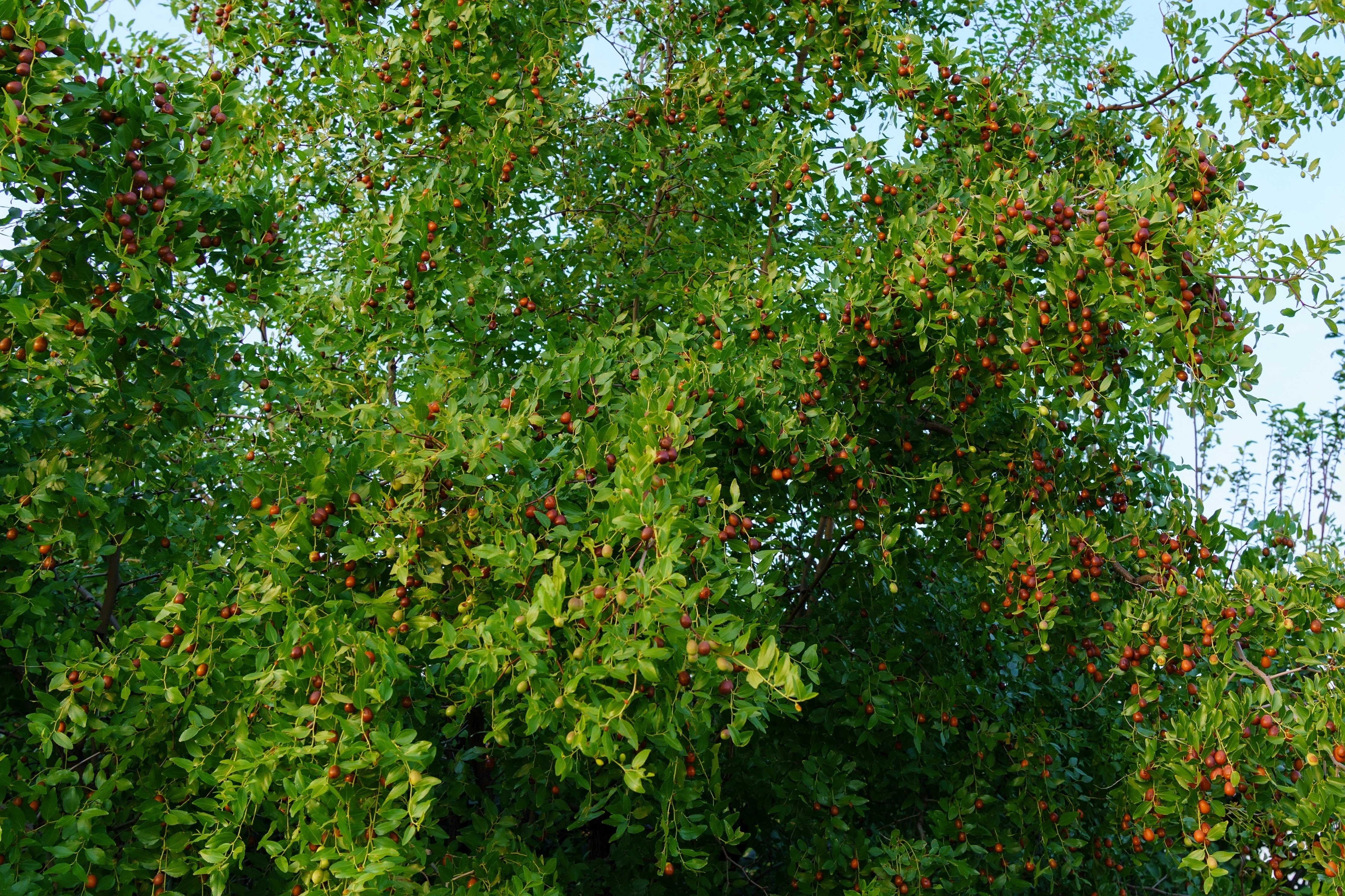 20 RED Chinese DATE TREE Edible Fruit Jujube Ziziphus Jujuba Yellow Flower Seeds - Image 8