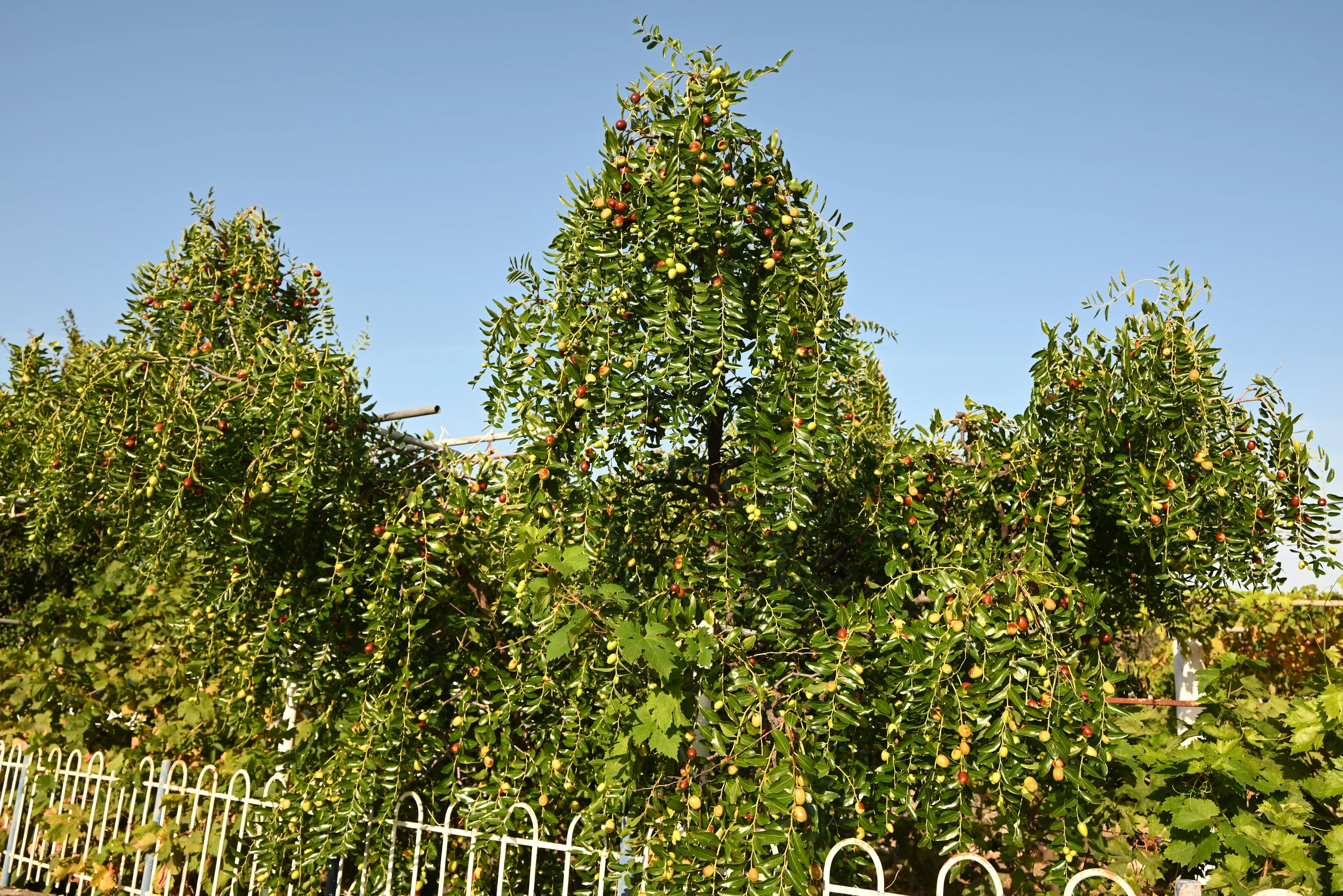 20 RED Chinese DATE TREE Edible Fruit Jujube Ziziphus Jujuba Yellow Flower Seeds - Image 9
