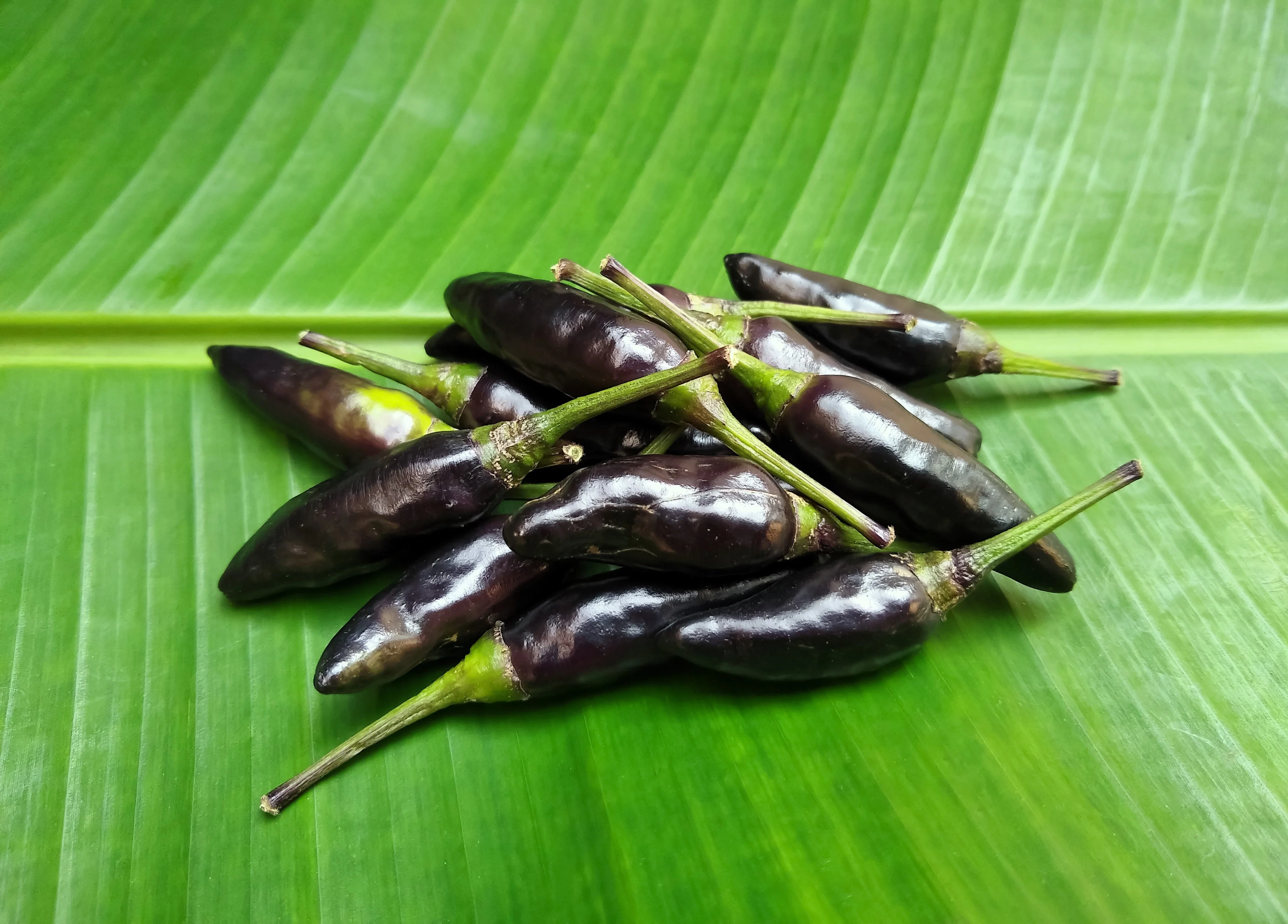 20 ROYAL BLACK PEPPER Capsicum Annuum Very Hot Chilli Vegetable Seeds - Image 2