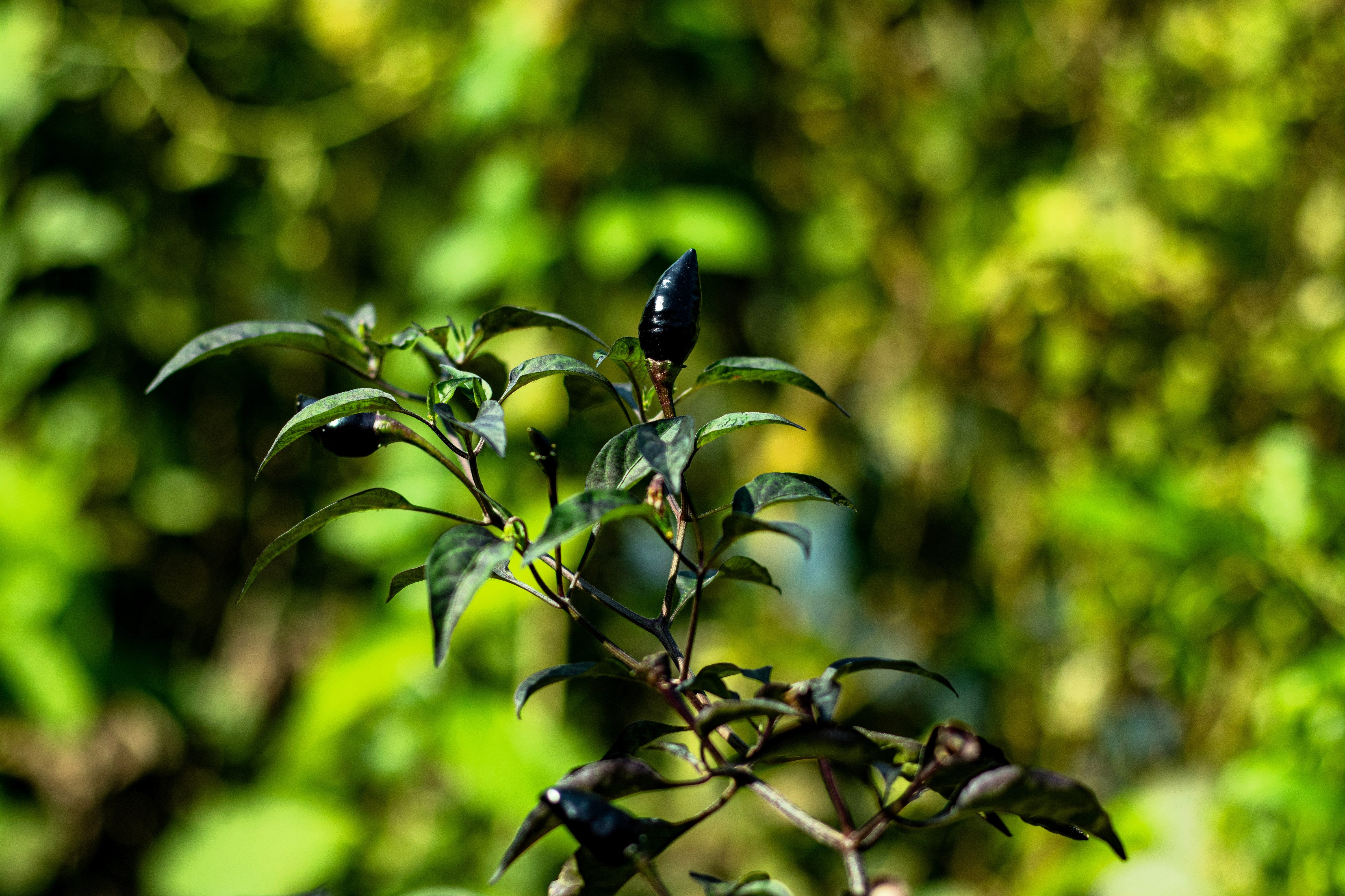 20 ROYAL BLACK PEPPER Capsicum Annuum Very Hot Chilli Vegetable Seeds - Image 4