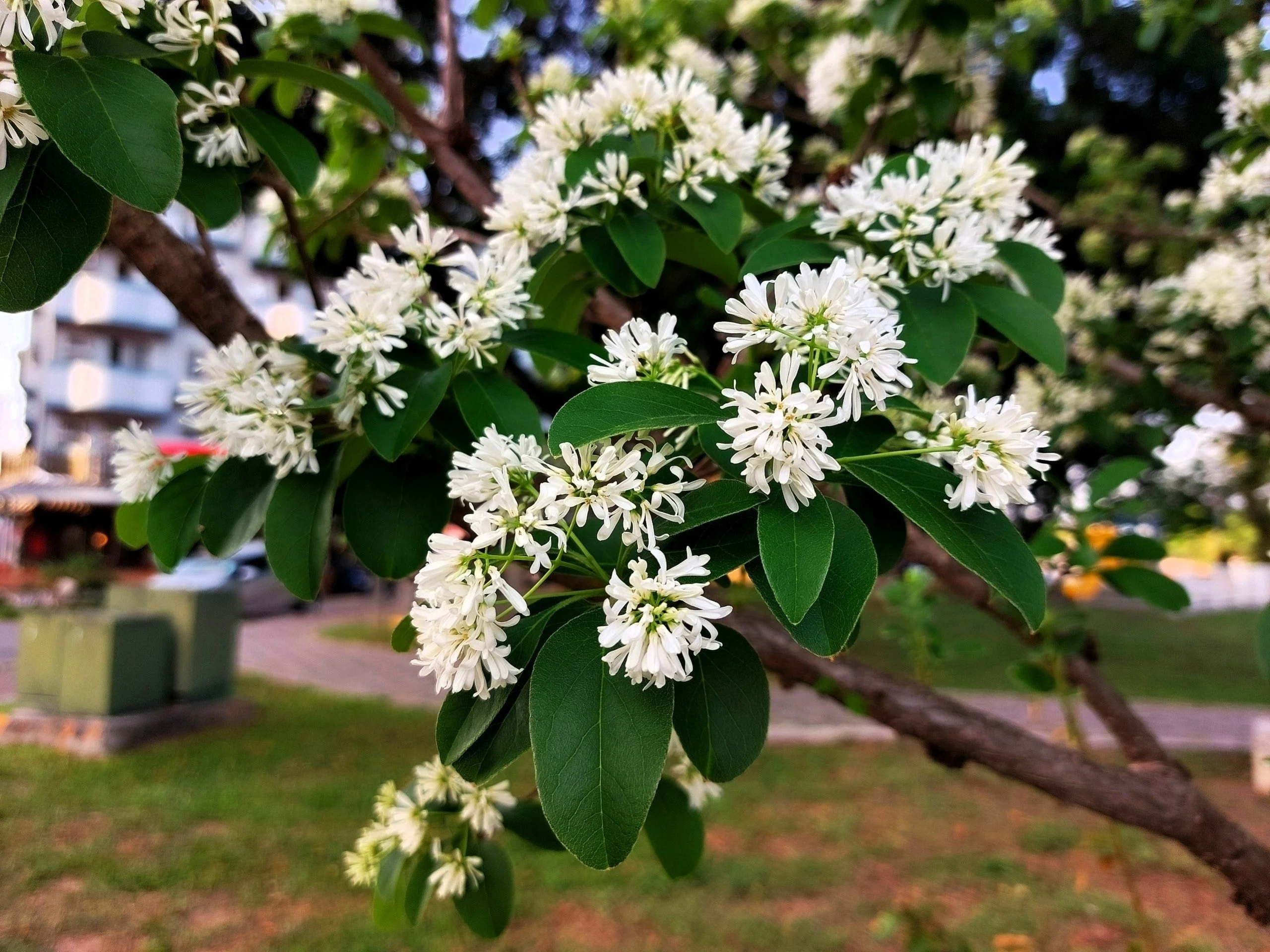 20 SEVEN SON Shrub Tree Heptacodium Miconioides White Red Flower Seeds - Image 2