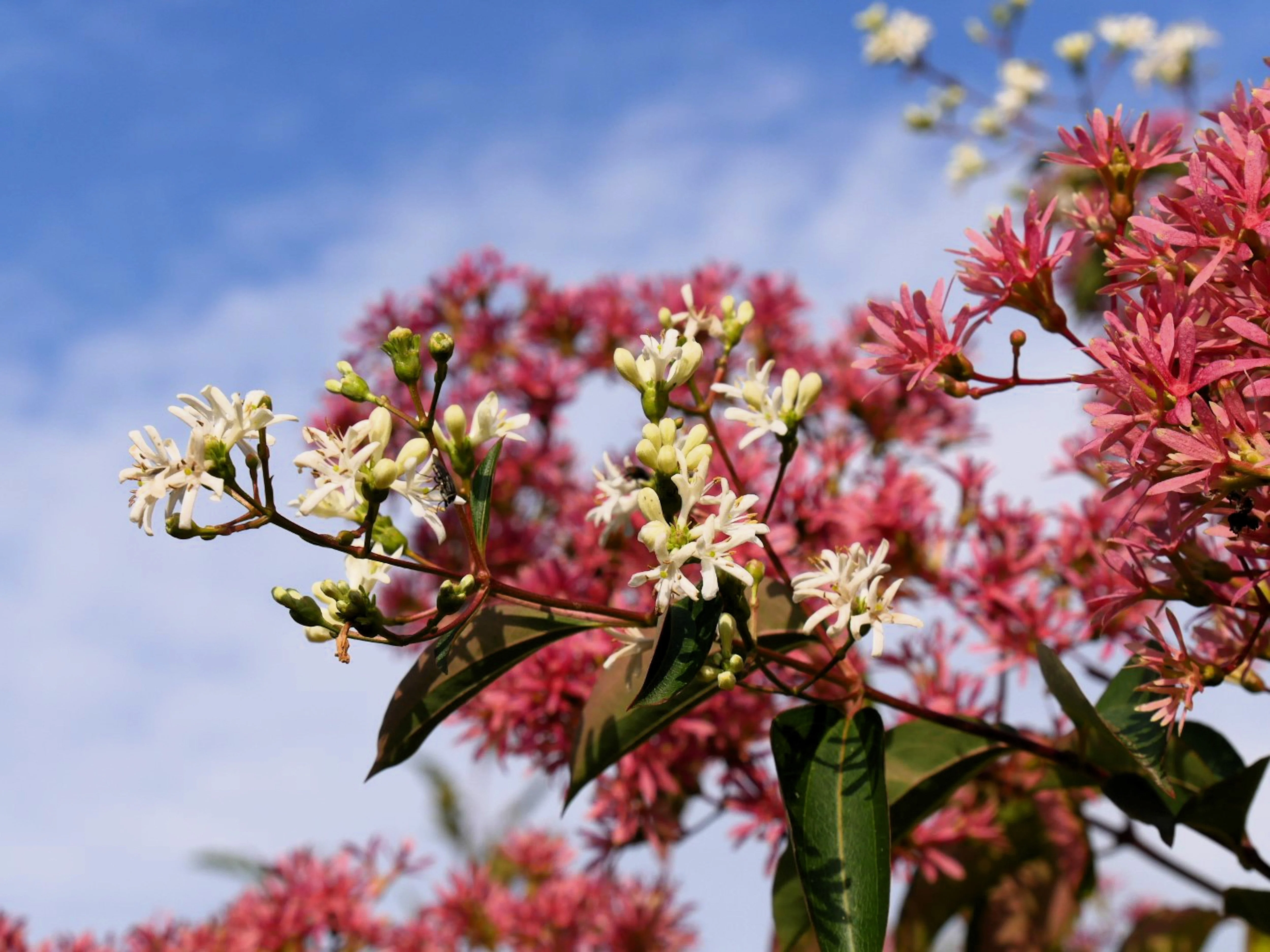 20 SEVEN SON Shrub Tree Heptacodium Miconioides White Red Flower Seeds - Image 3