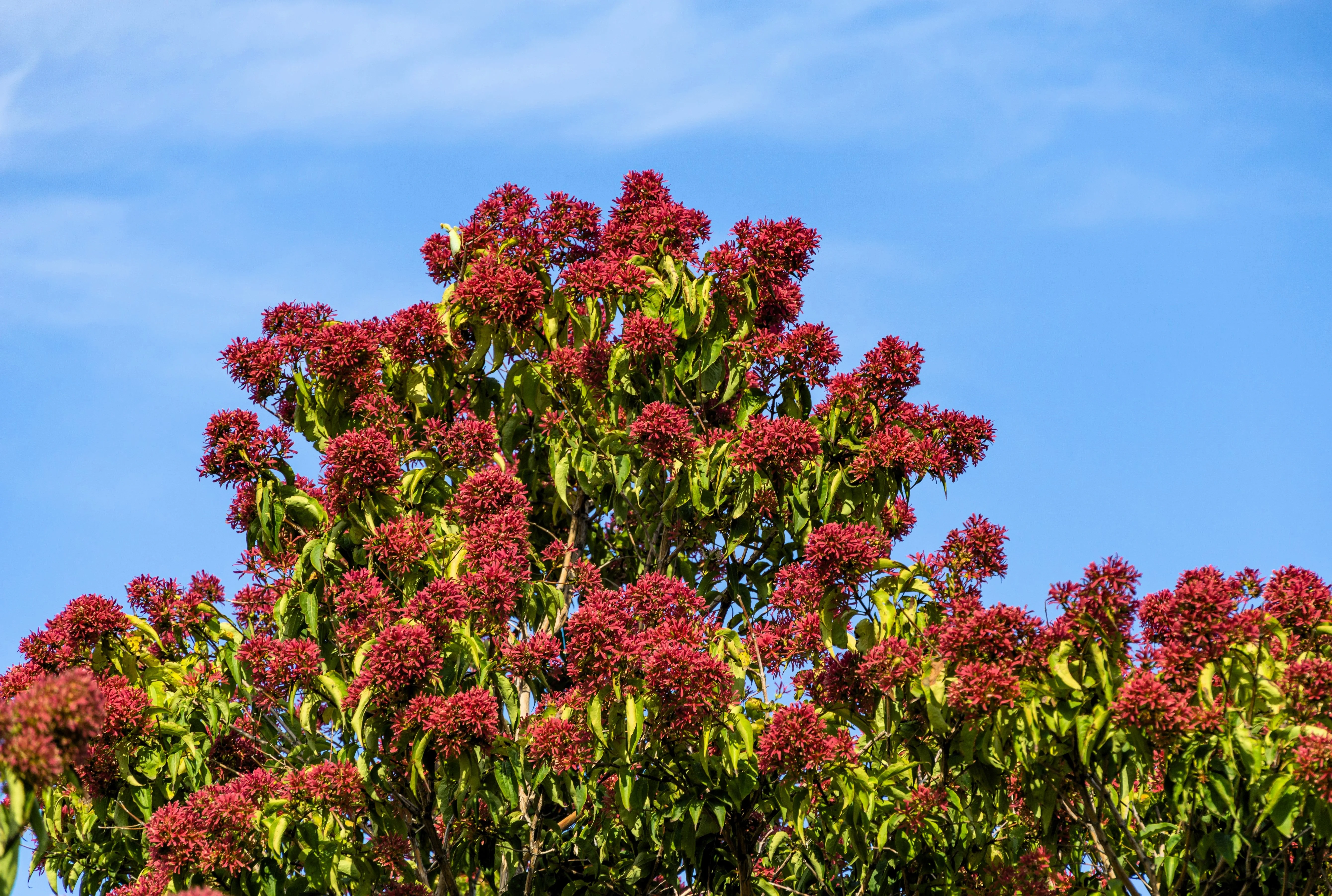 20 SEVEN SON Shrub Tree Heptacodium Miconioides White Red Flower Seeds - Image 4