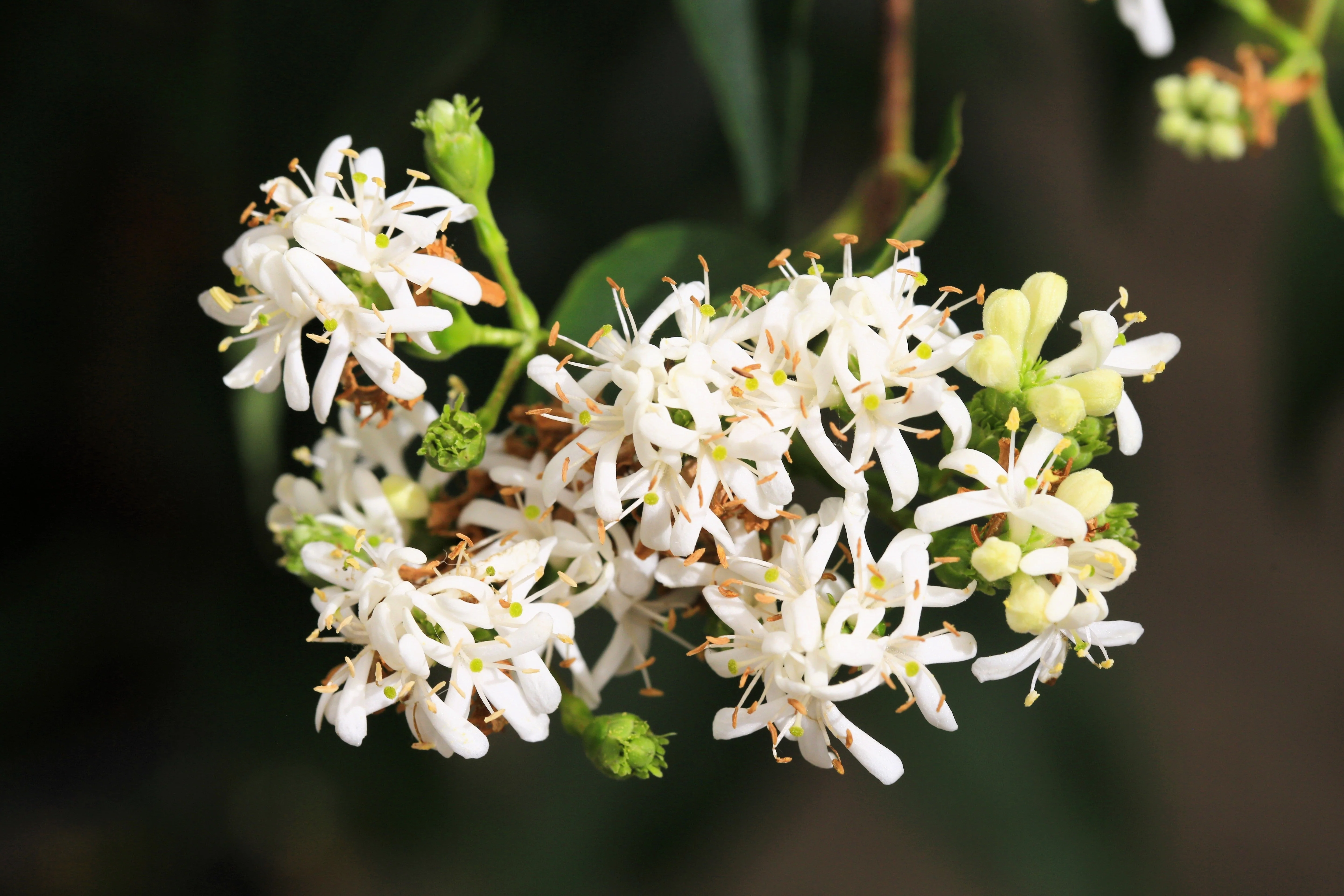 20 SEVEN SON Shrub Tree Heptacodium Miconioides White Red Flower Seeds - Image 5