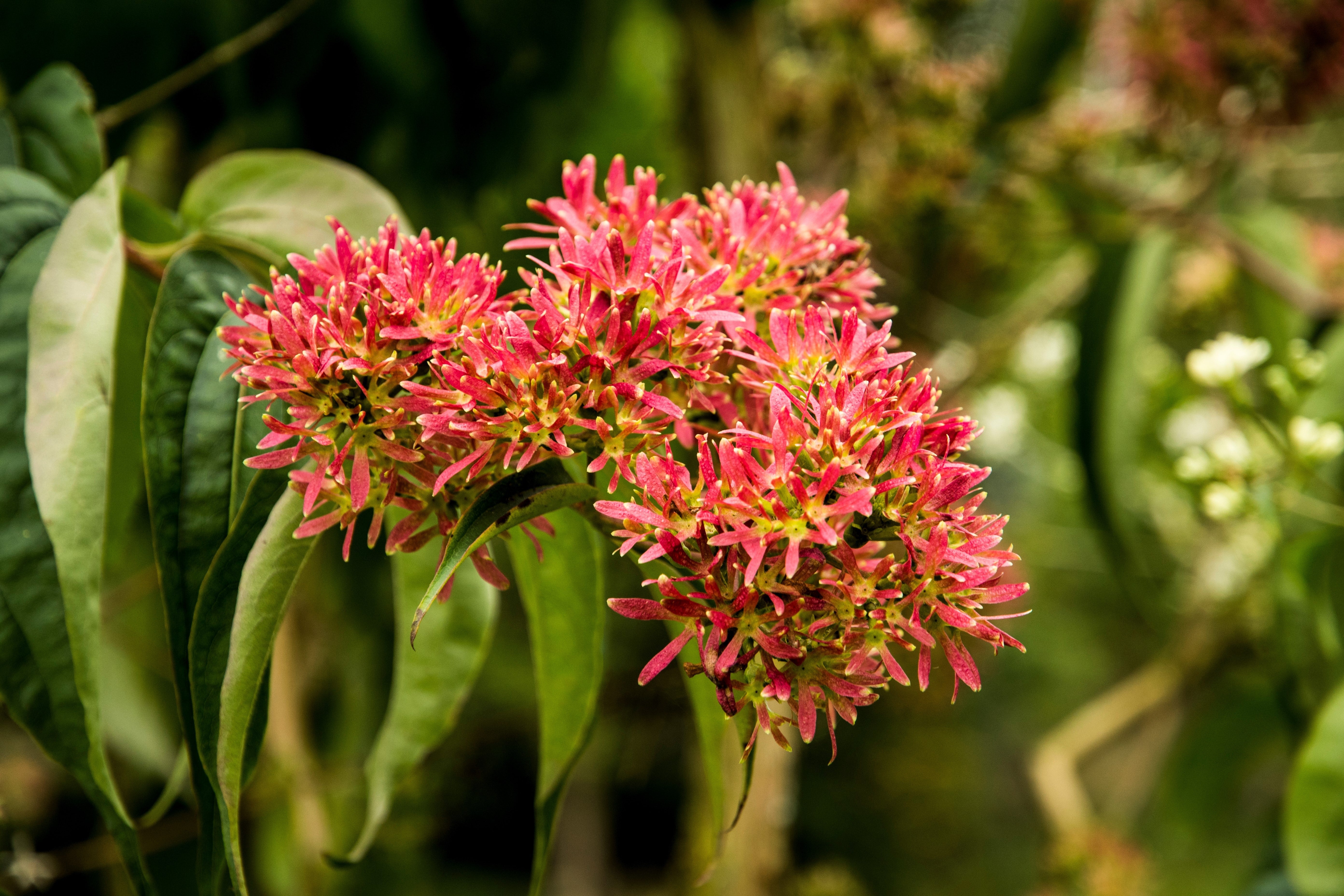 20 SEVEN SON Shrub Tree Heptacodium Miconioides White Red Flower Seeds - Image 6