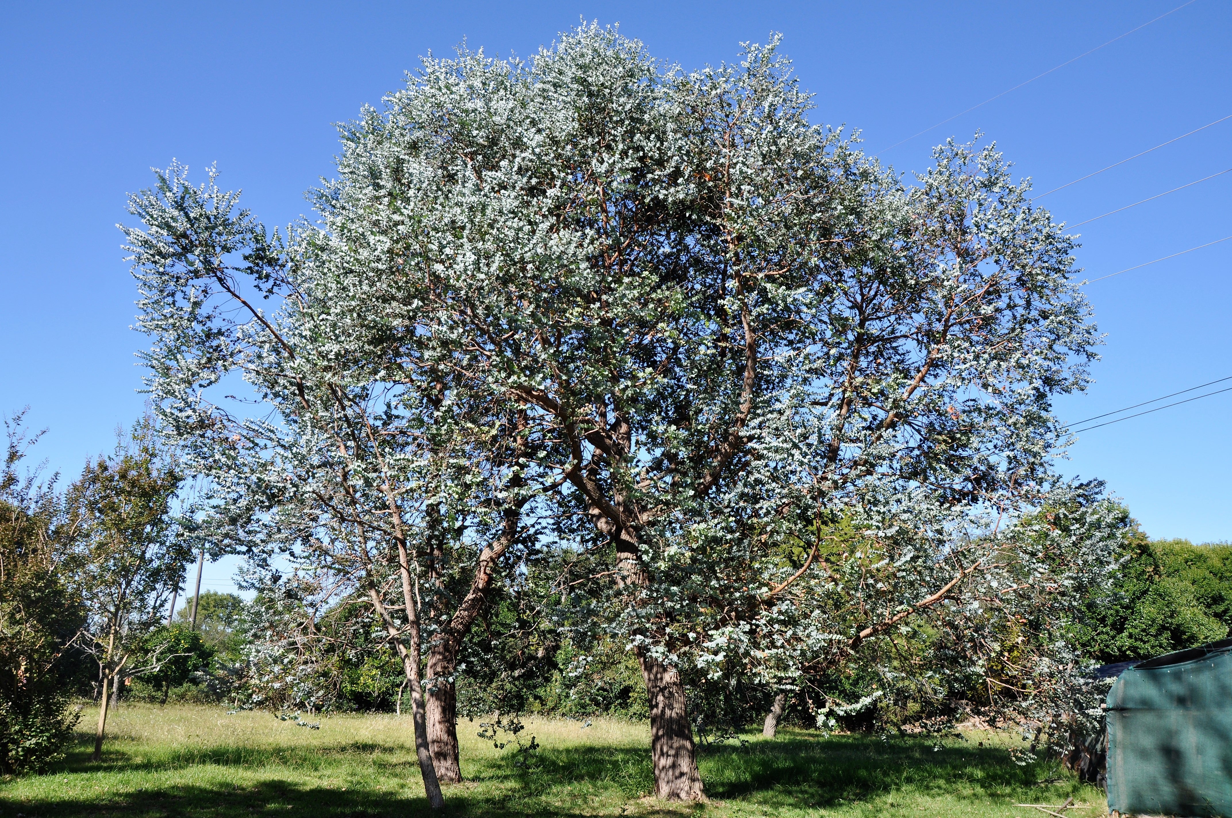 20 SILVER DROP EUCALYPTUS Gunnii Cider Gum Silver Blue Foliage Florist Tree Seeds - Image 10