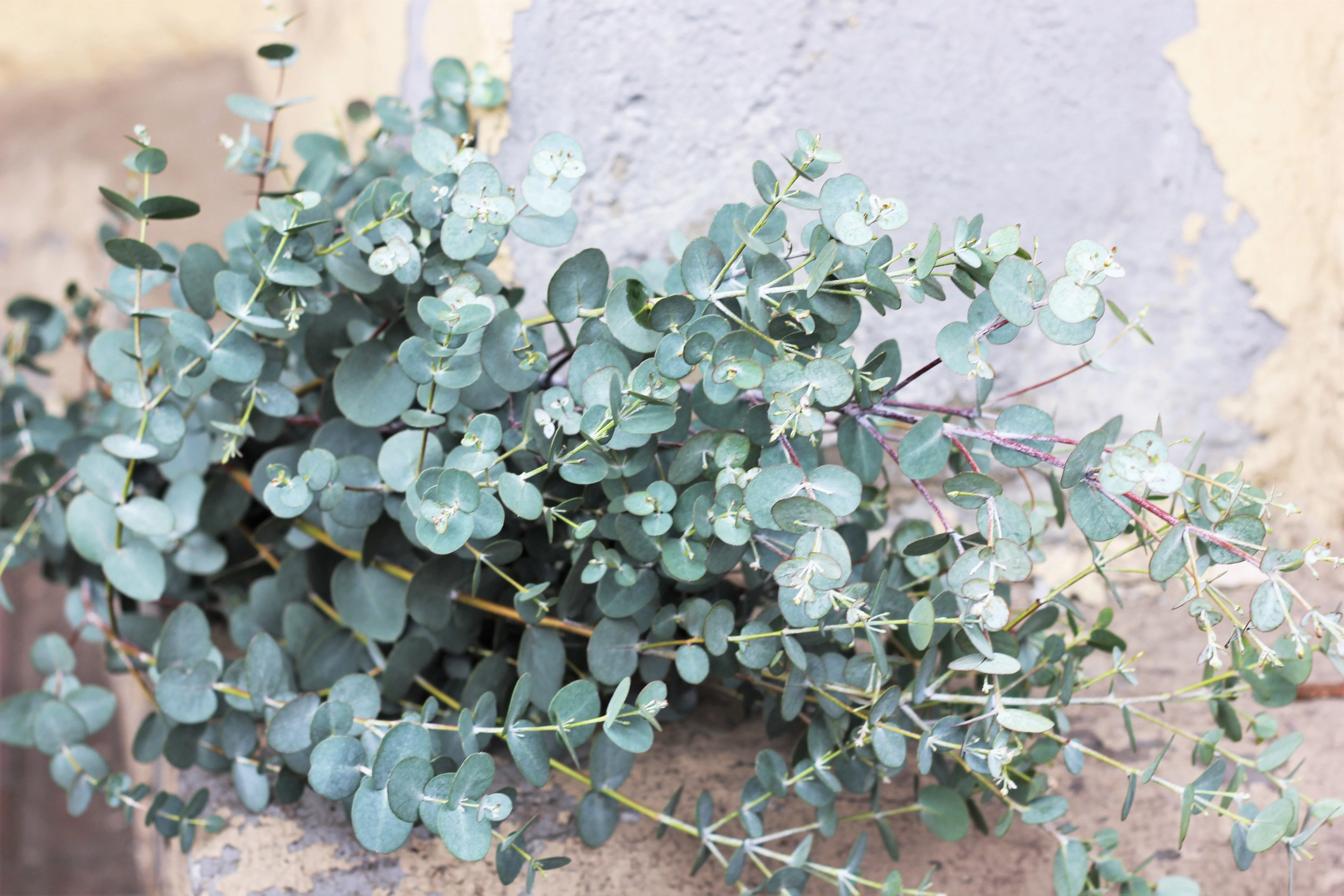 20 SILVER DROP EUCALYPTUS Gunnii Cider Gum Silver Blue Foliage Florist Tree Seeds - Image 11