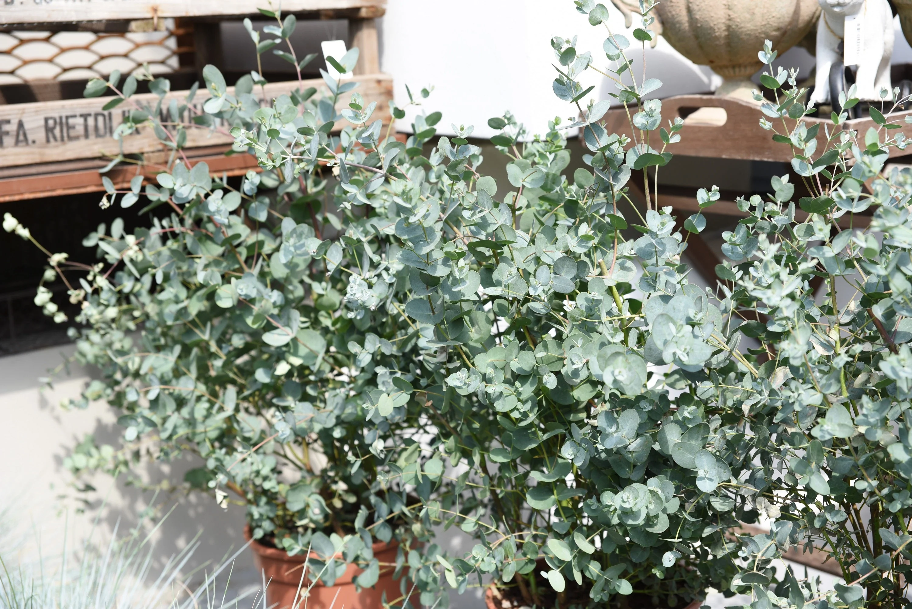 20 SILVER DROP EUCALYPTUS Gunnii Cider Gum Silver Blue Foliage Florist Tree Seeds - Image 12
