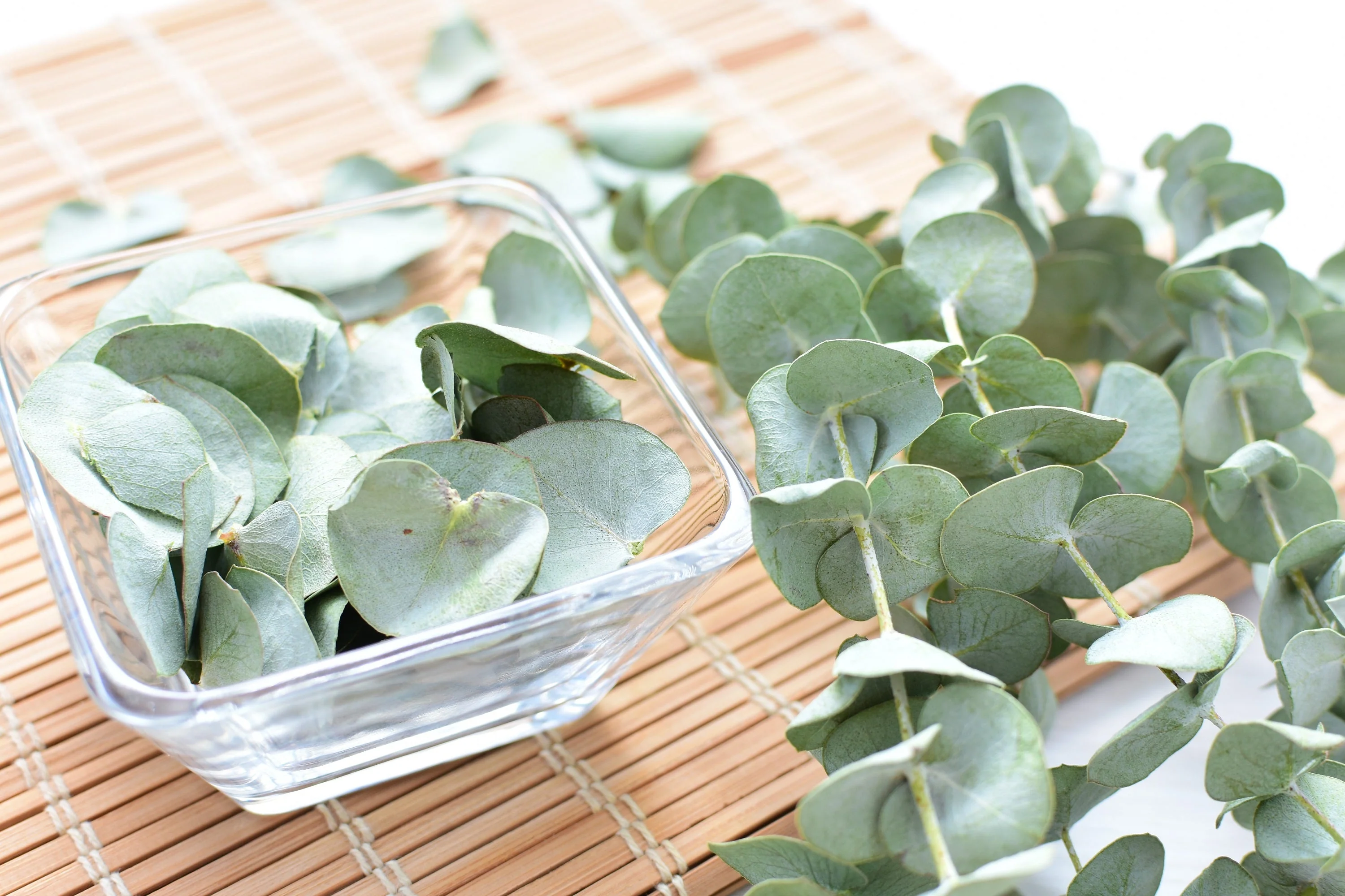 20 SILVER DROP EUCALYPTUS Gunnii Cider Gum Silver Blue Foliage Florist Tree Seeds - Image 13