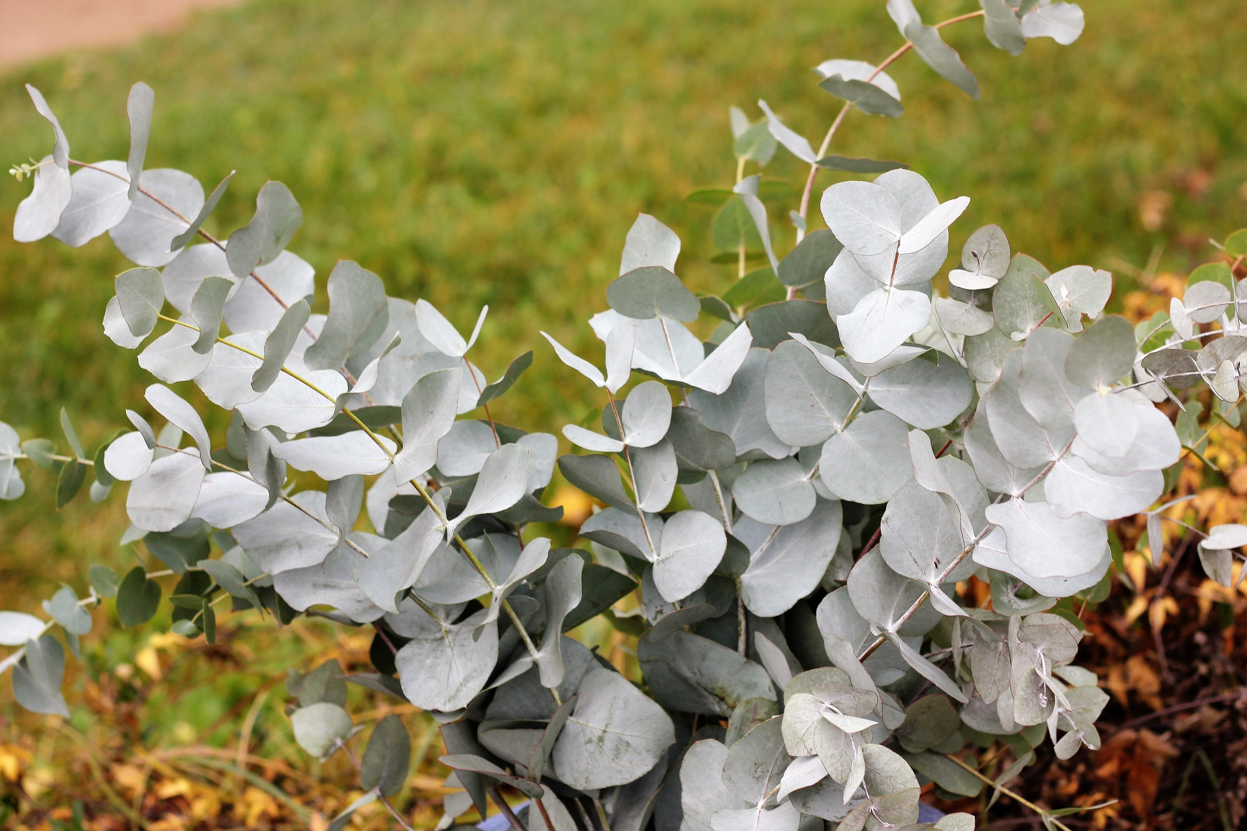 20 SILVER DROP EUCALYPTUS Gunnii Cider Gum Silver Blue Foliage Florist Tree Seeds - Image 2