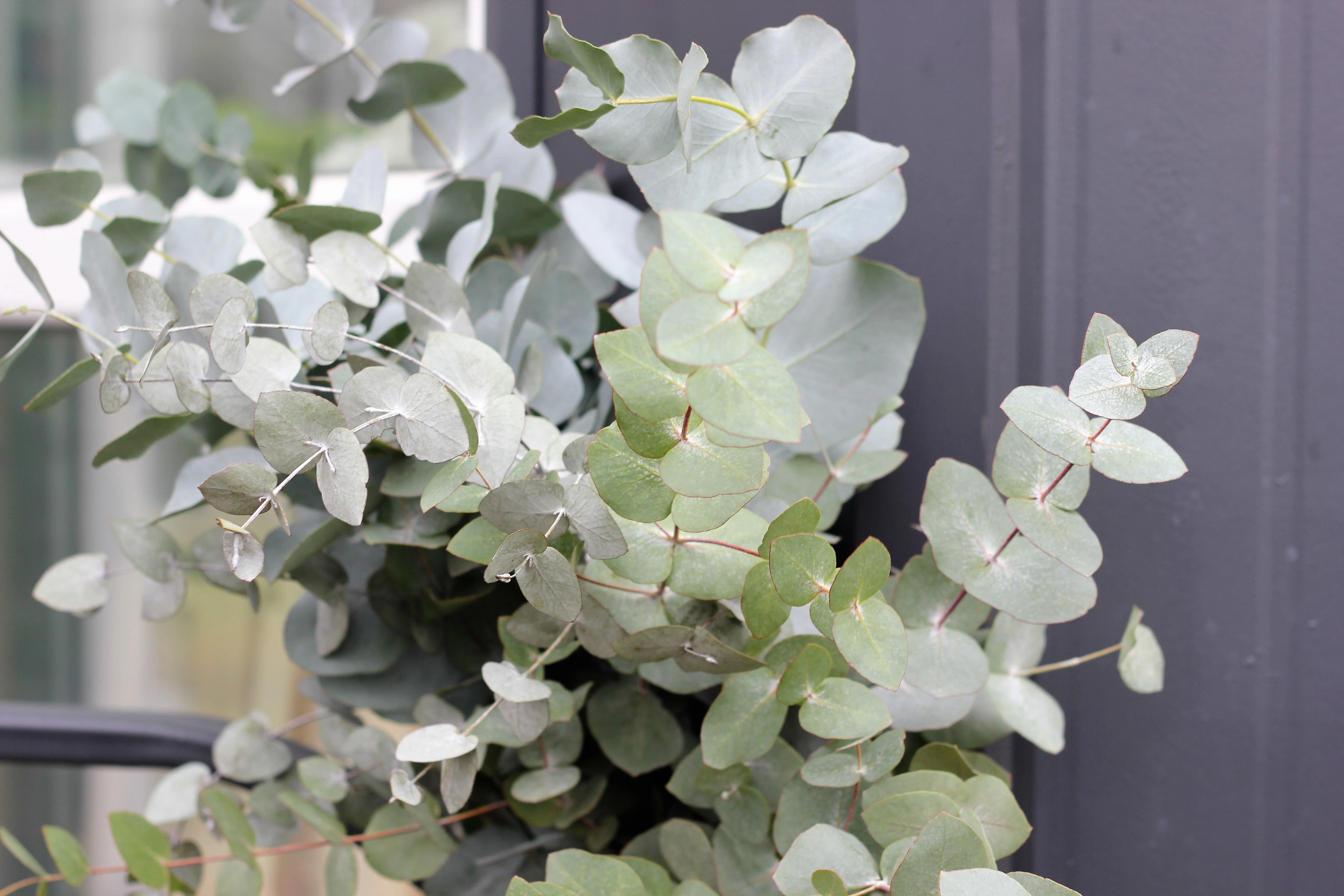 20 SILVER DROP EUCALYPTUS Gunnii Cider Gum Silver Blue Foliage Florist Tree Seeds - Image 3
