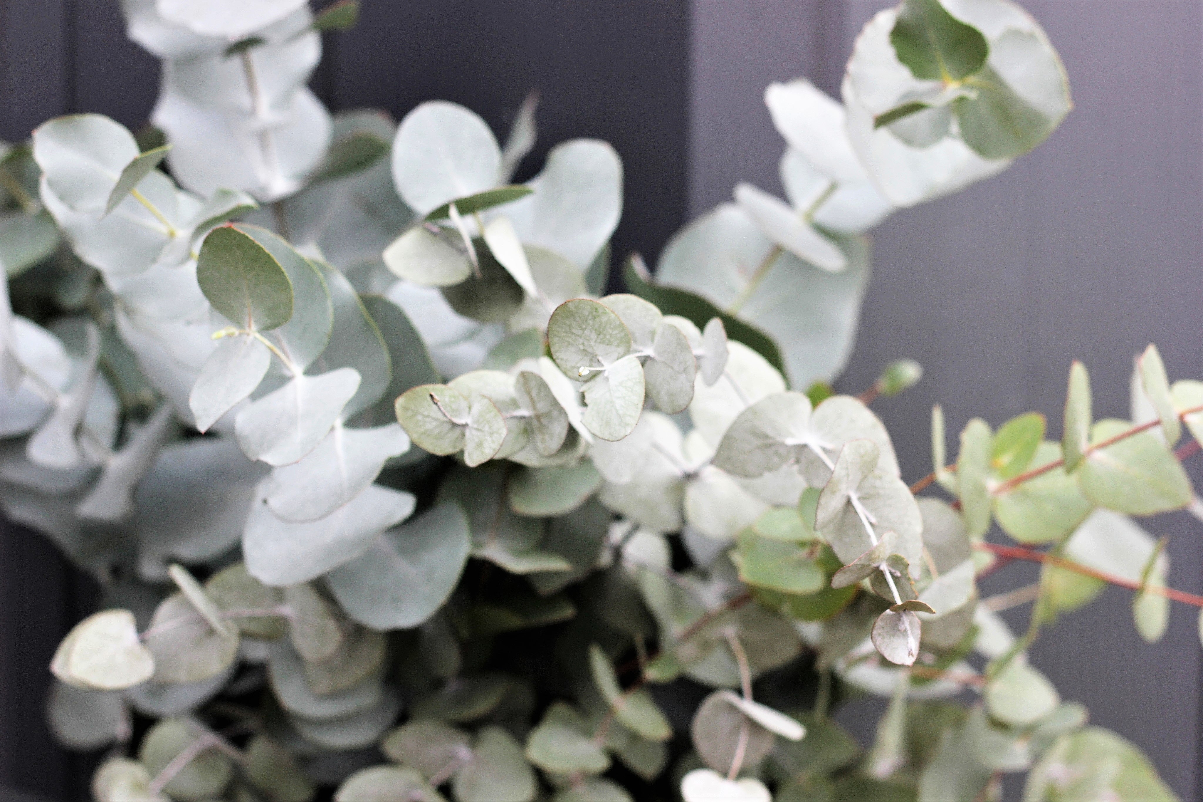 20 SILVER DROP EUCALYPTUS Gunnii Cider Gum Silver Blue Foliage Florist Tree Seeds - Image 4