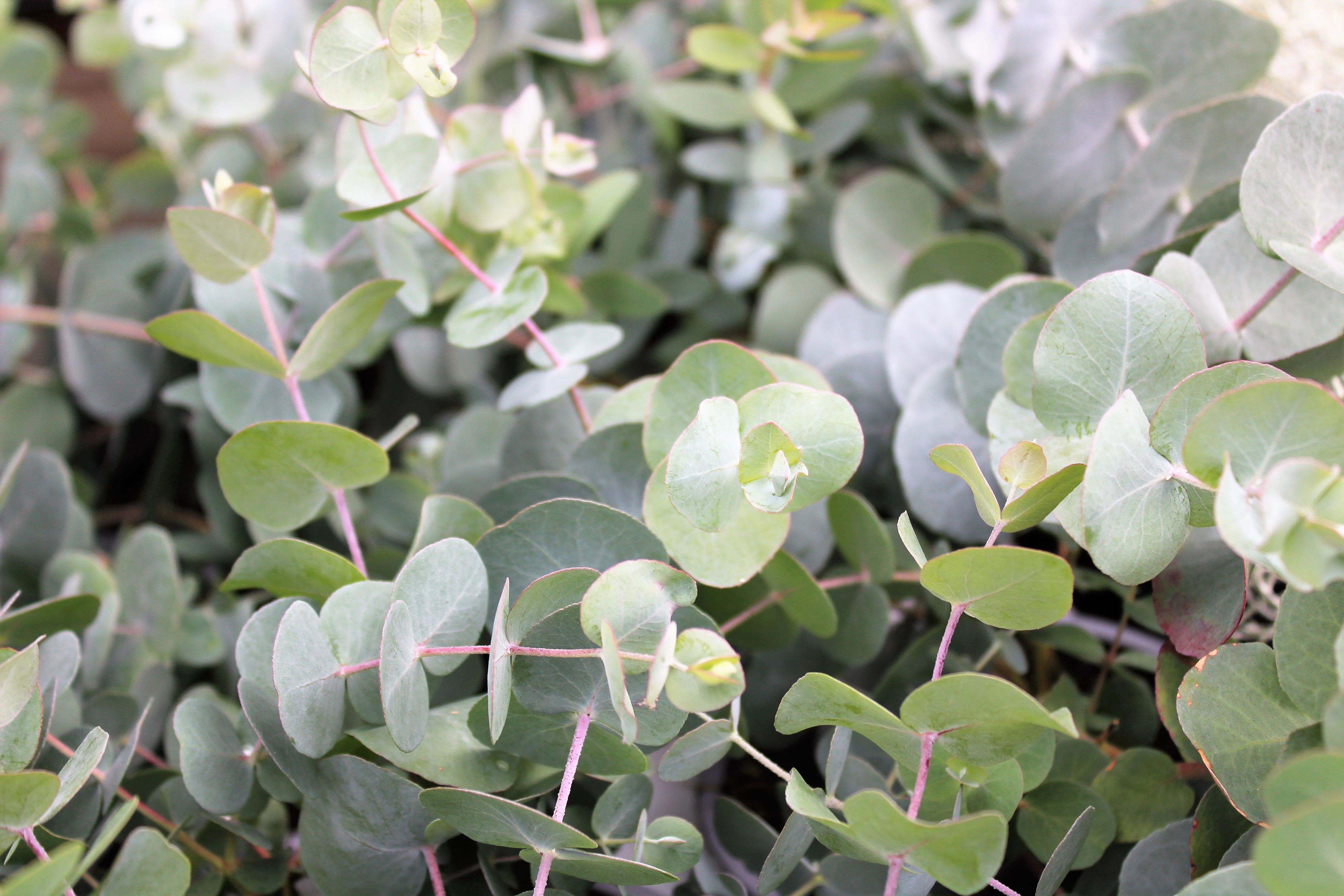 20 SILVER DROP EUCALYPTUS Gunnii Cider Gum Silver Blue Foliage Florist Tree Seeds - Image 5