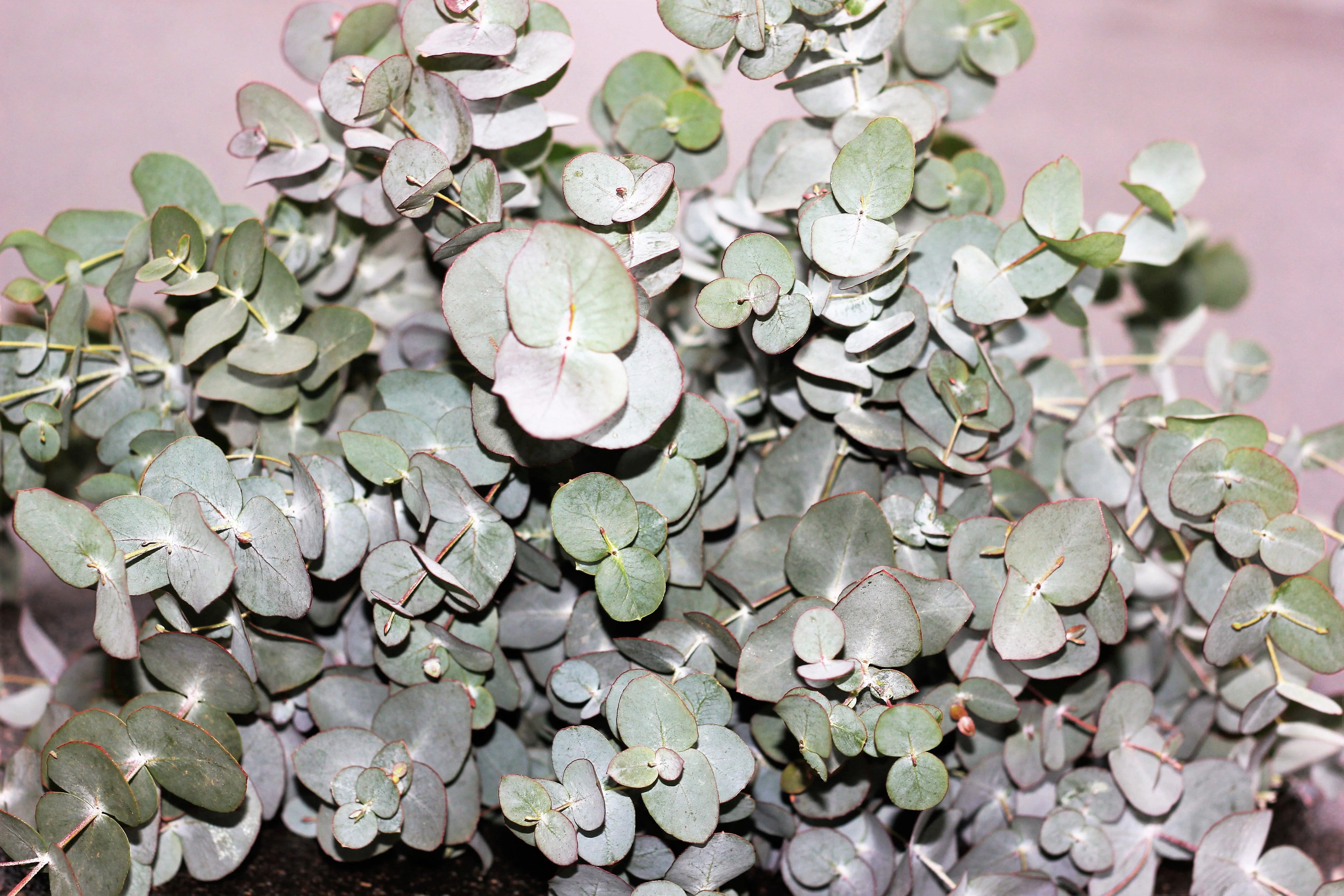 20 SILVER DROP EUCALYPTUS Gunnii Cider Gum Silver Blue Foliage Florist Tree Seeds - Image 6