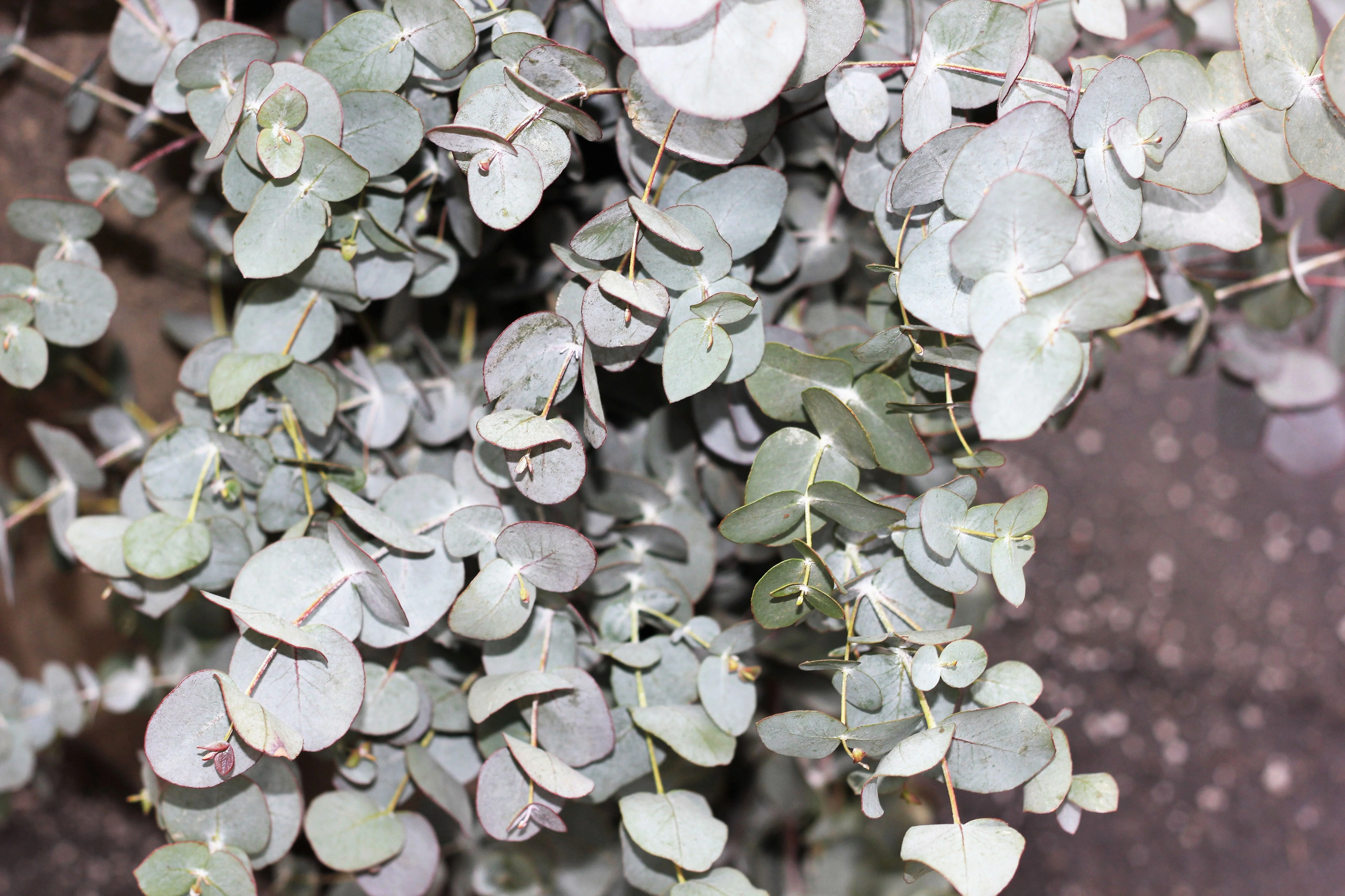 20 SILVER DROP EUCALYPTUS Gunnii Cider Gum Silver Blue Foliage Florist Tree Seeds - Image 7