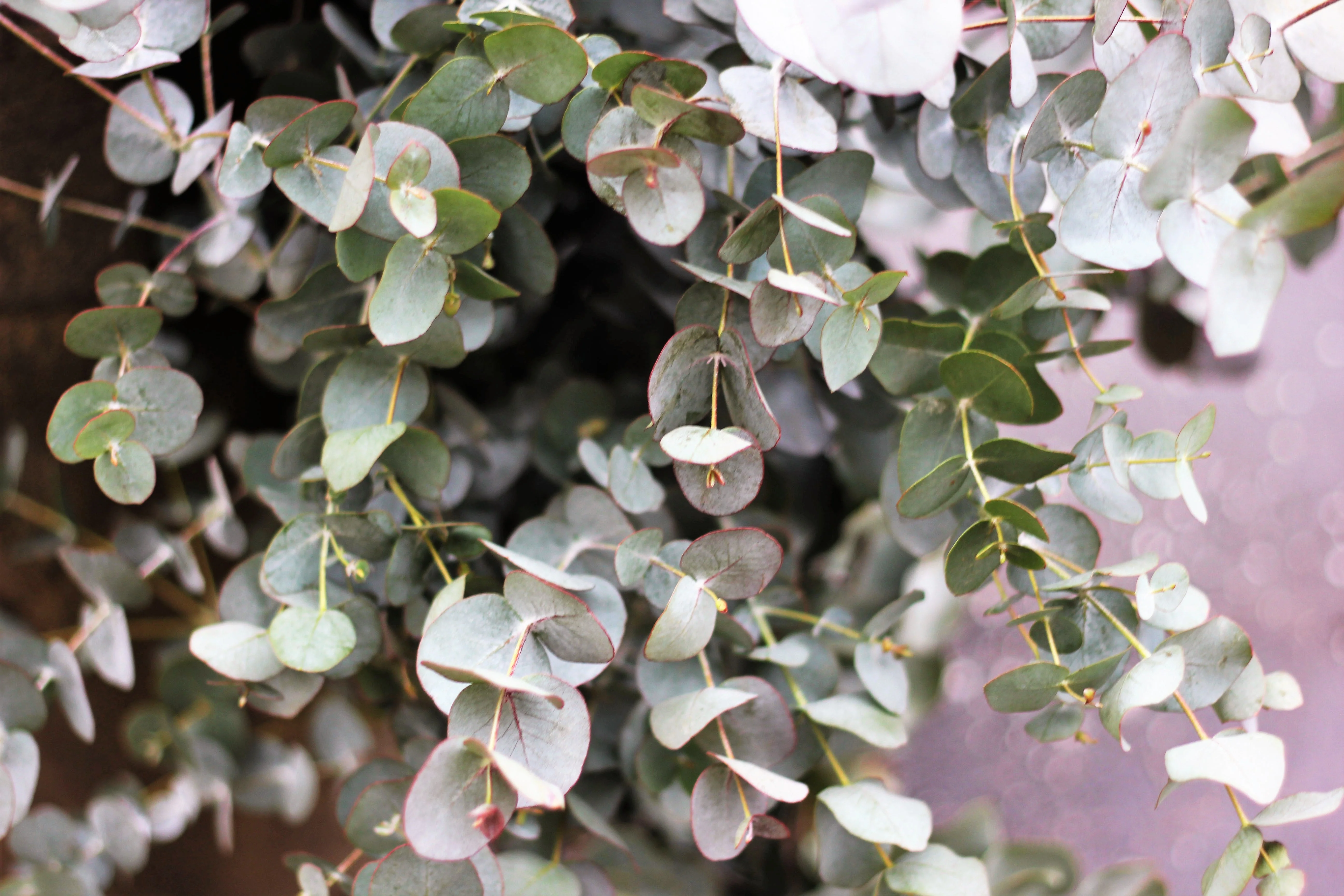 20 SILVER DROP EUCALYPTUS Gunnii Cider Gum Silver Blue Foliage Florist Tree Seeds - Image 8