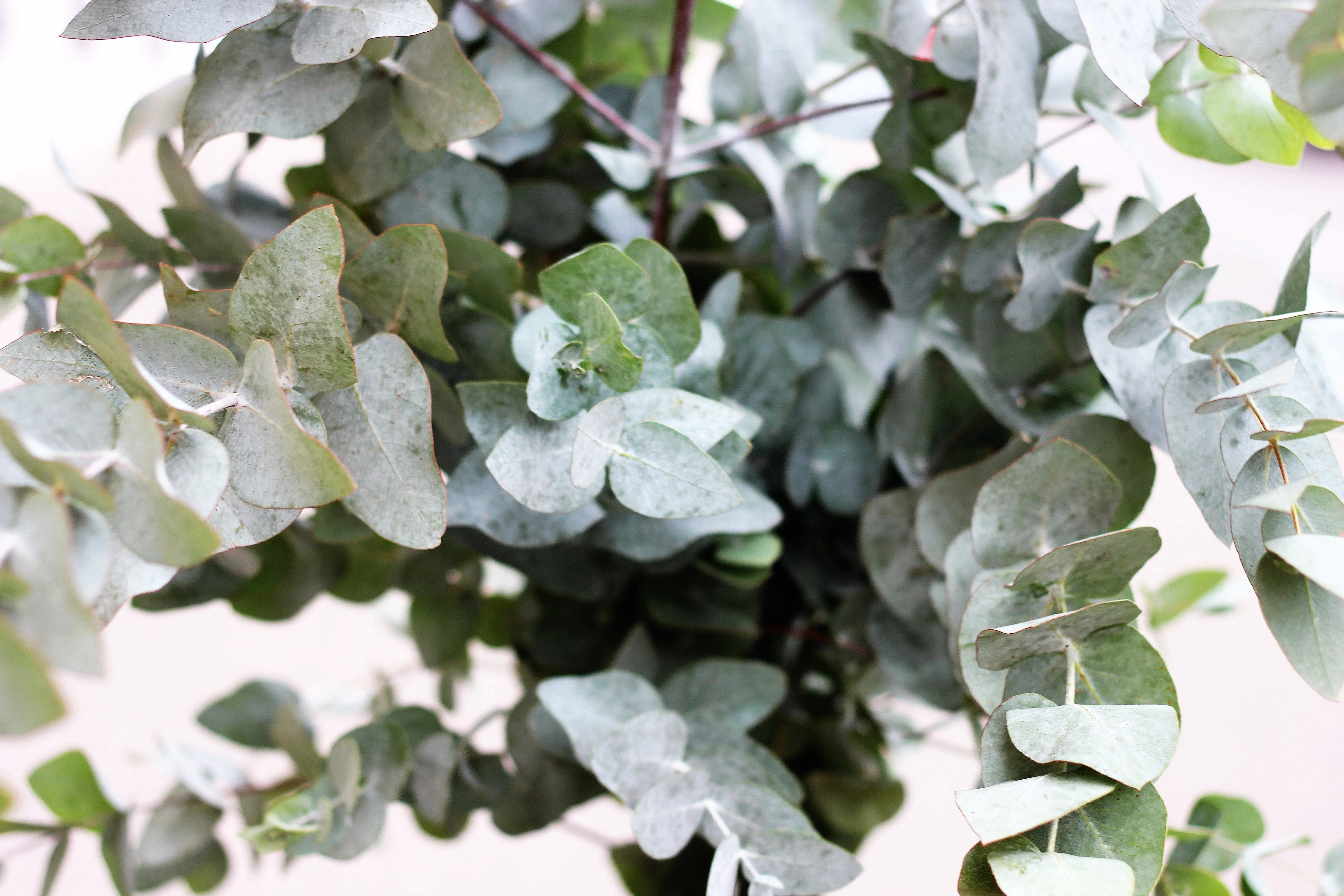 20 SILVER DROP EUCALYPTUS Gunnii Cider Gum Silver Blue Foliage Florist Tree Seeds - Image 9