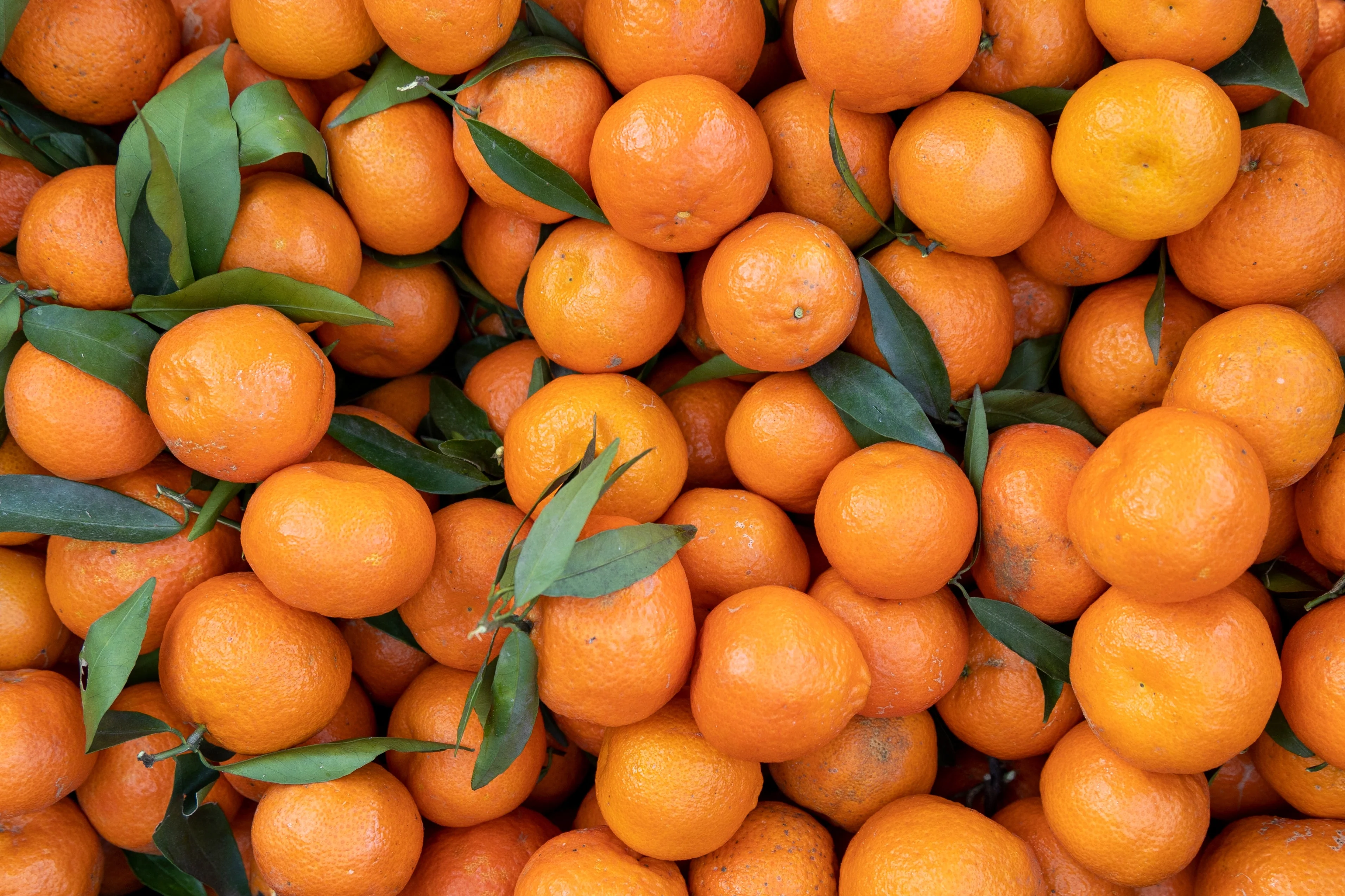 20 TANGERINE Mandrin Orange Citrus Reticulata Fruit Tree Seeds - Image 3