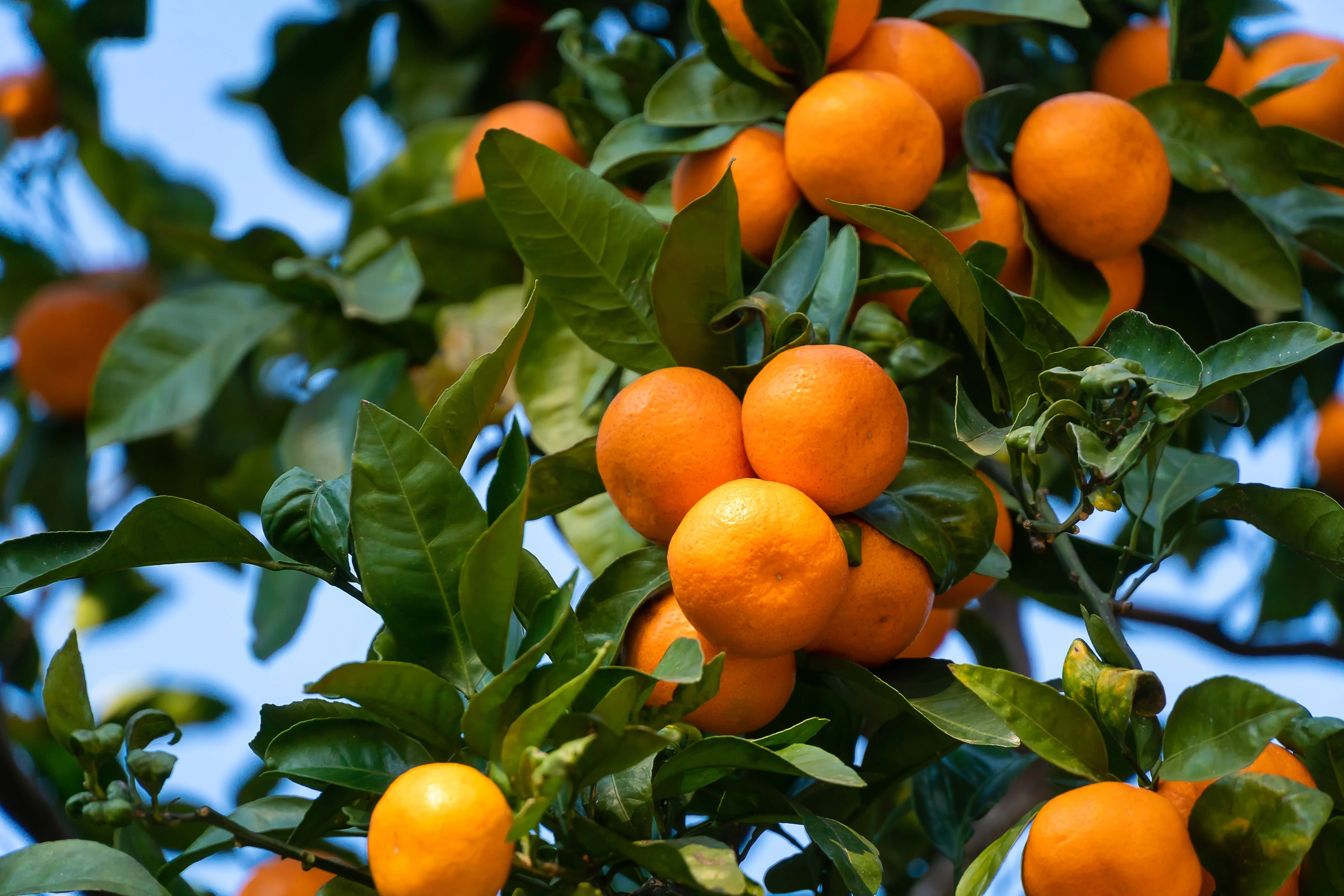20 TANGERINE Mandrin Orange Citrus Reticulata Fruit Tree Seeds - Image 6