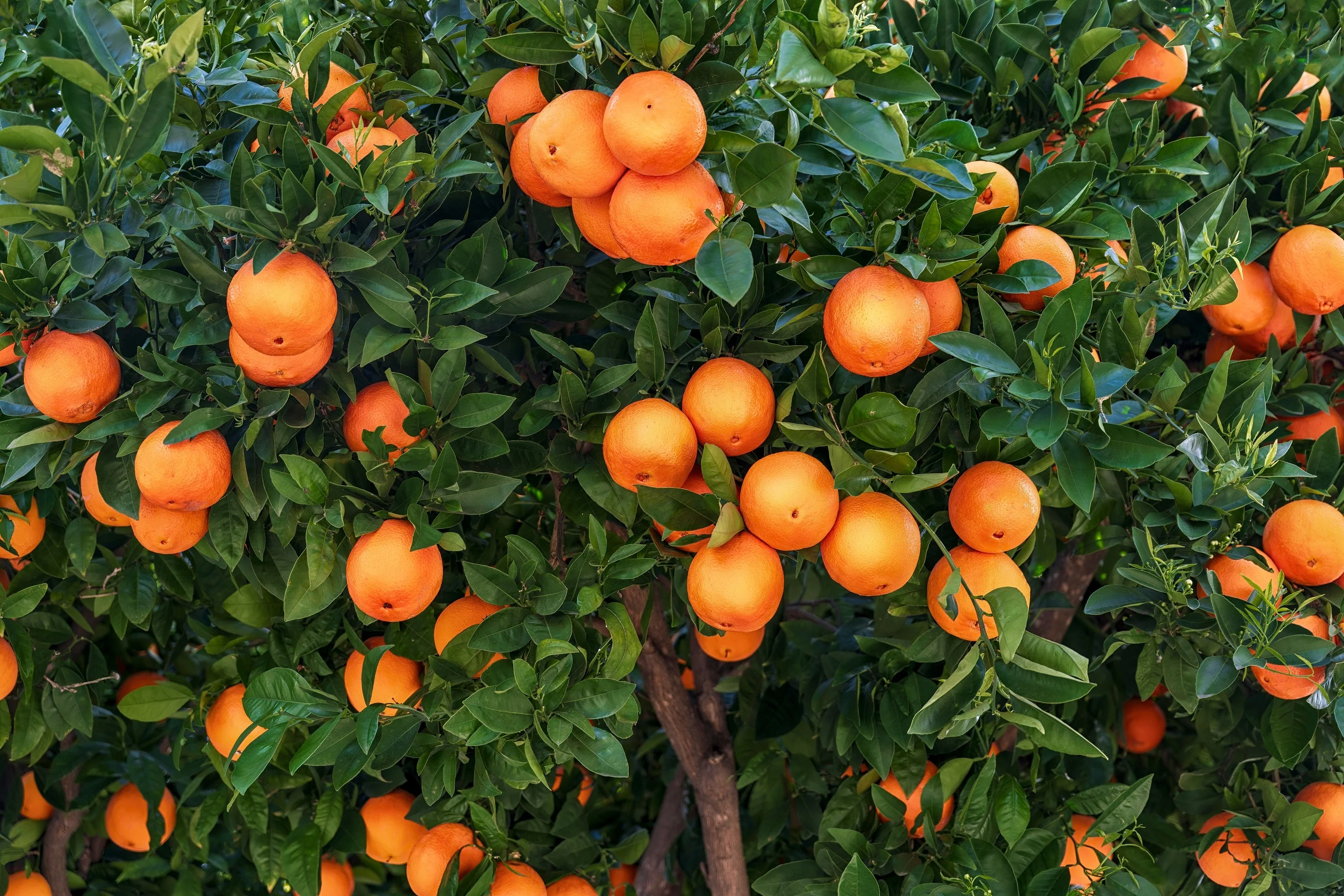 20 TANGERINE Mandrin Orange Citrus Reticulata Fruit Tree Seeds - Image 7