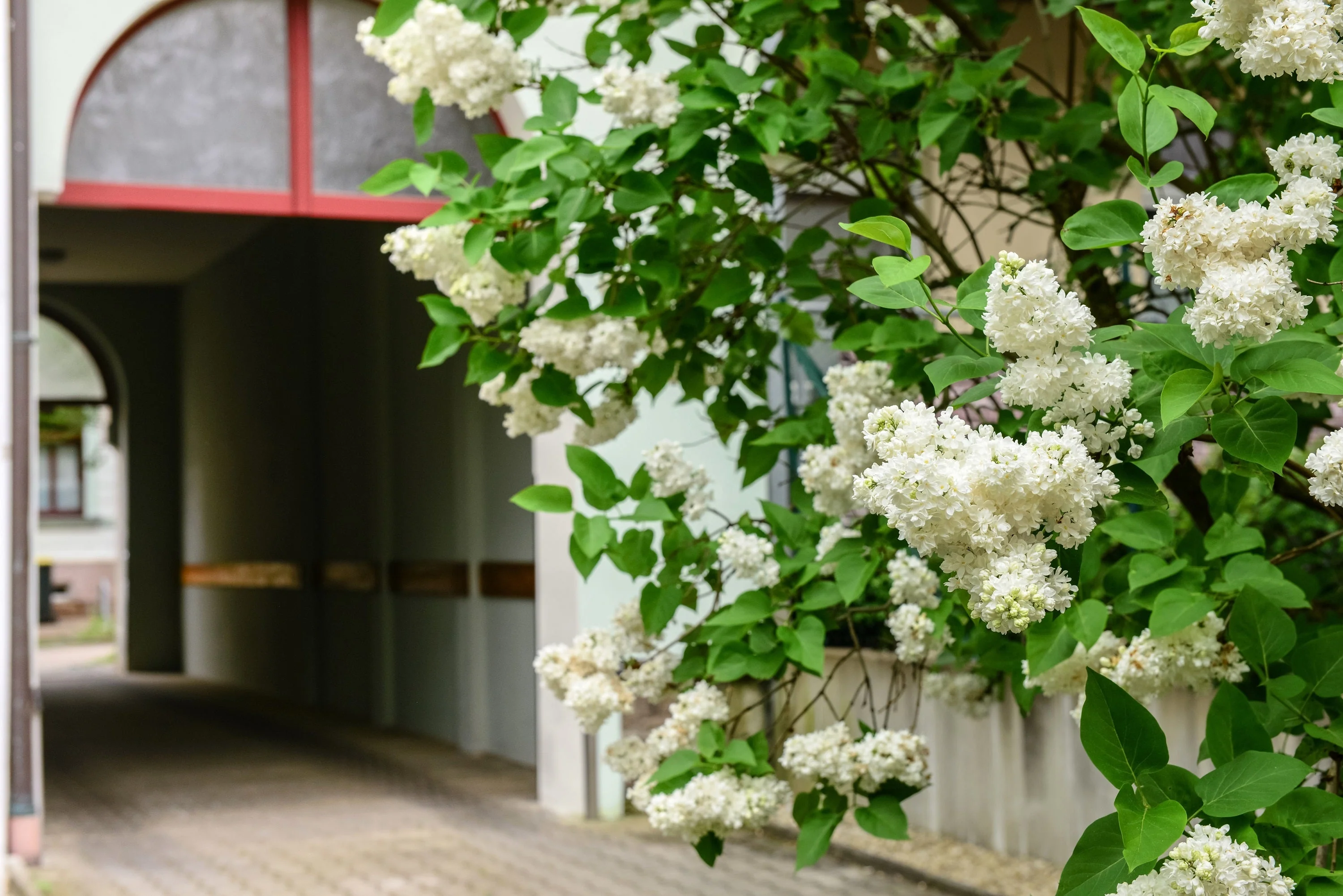 20 WHITE TREE LILAC Hummingbird Flower Fragrant Peking Syringa Pekinensis Seeds - Image 10