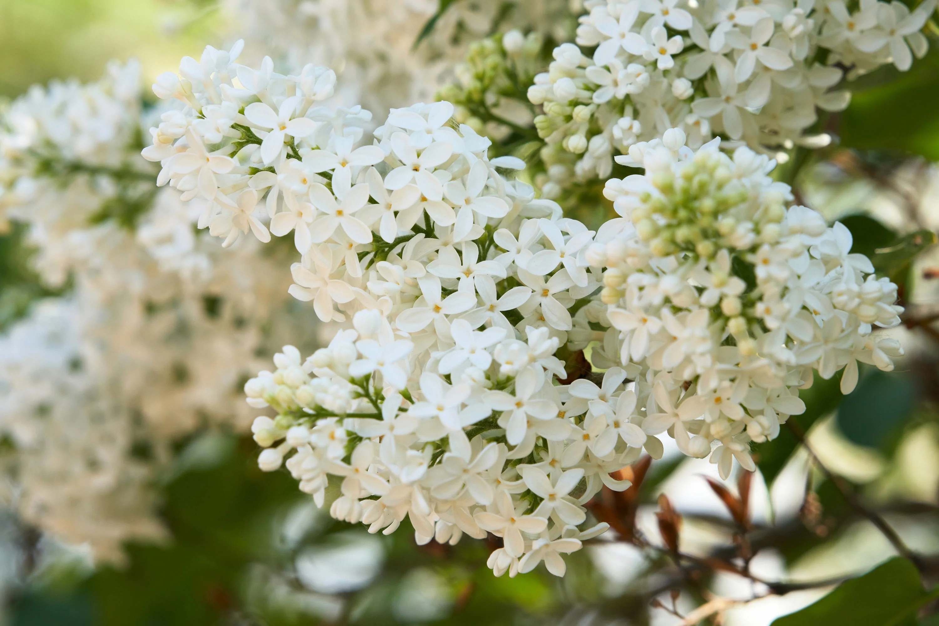 20 WHITE TREE LILAC Hummingbird Flower Fragrant Peking Syringa Pekinensis Seeds - Image 11