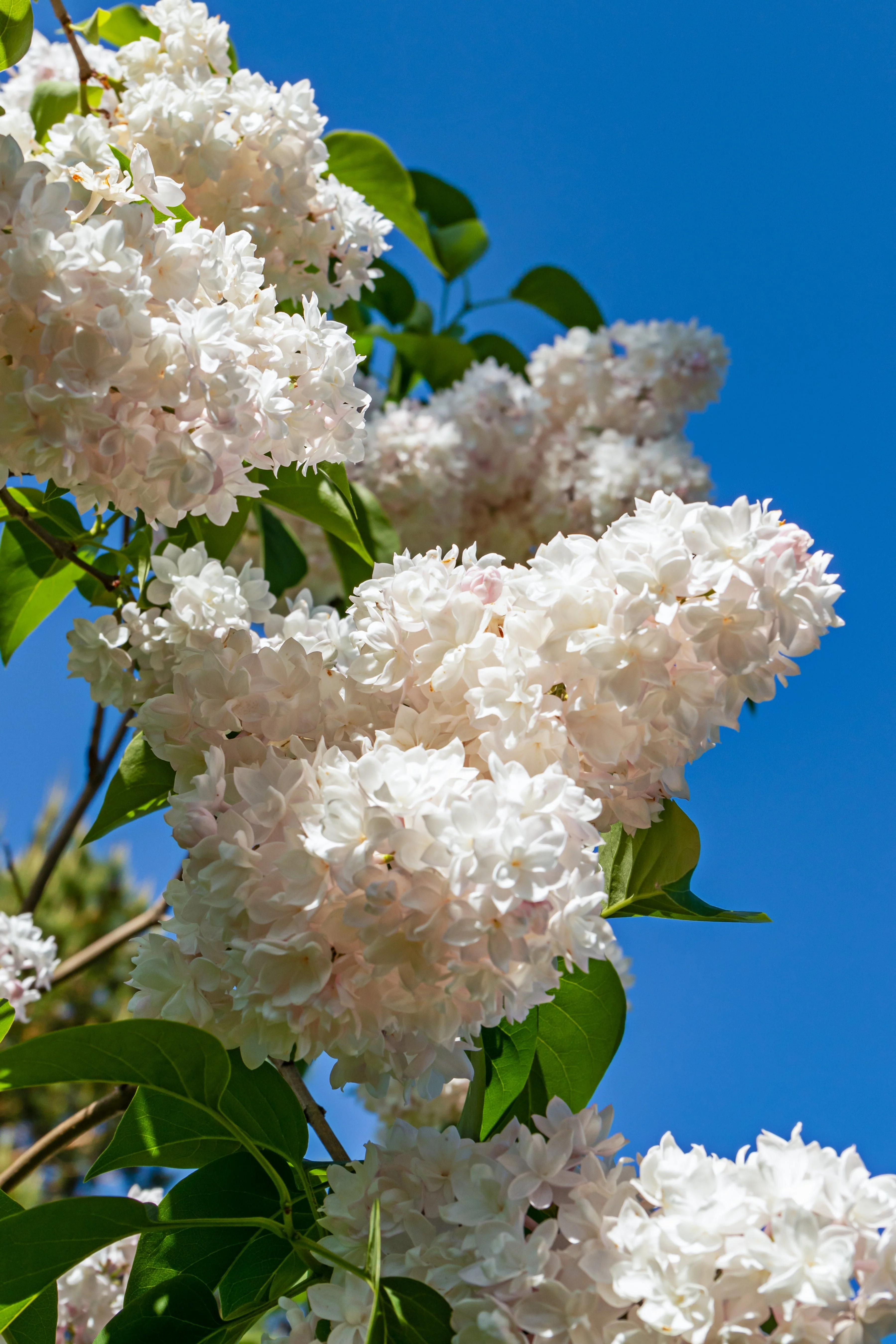 20 WHITE TREE LILAC Hummingbird Flower Fragrant Peking Syringa Pekinensis Seeds - Image 12
