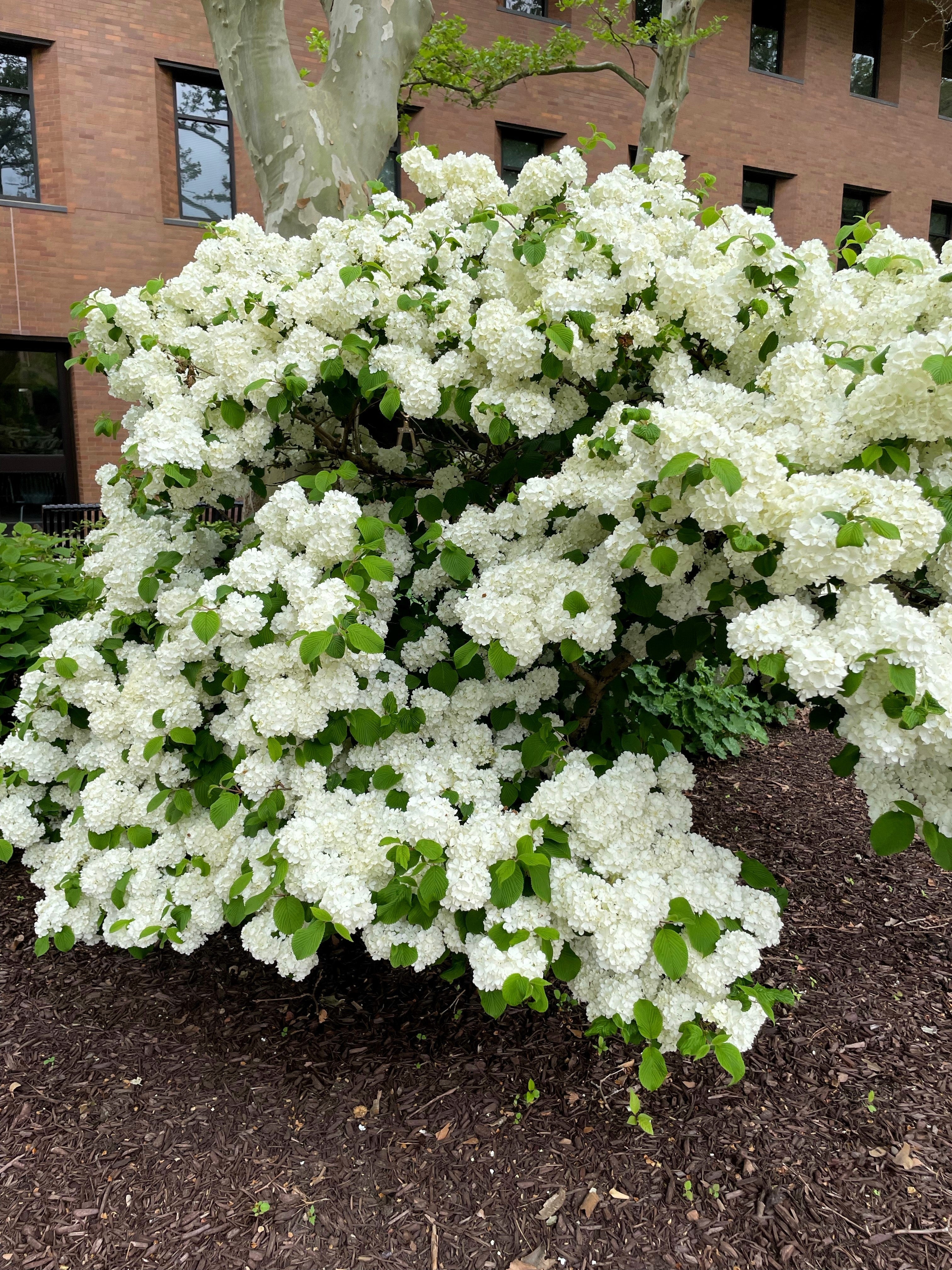 20 WHITE TREE LILAC Hummingbird Flower Fragrant Peking Syringa Pekinensis Seeds - Image 2