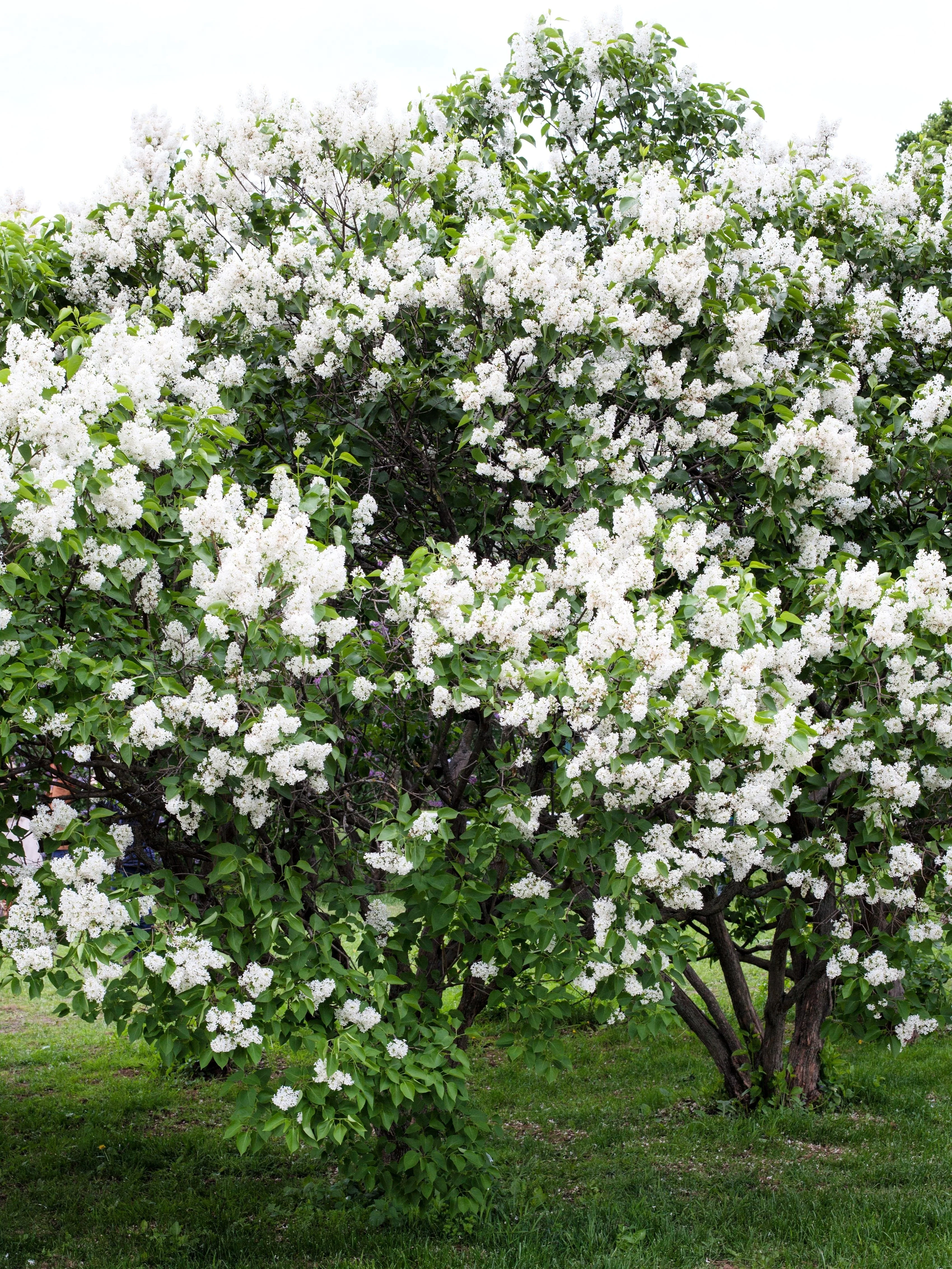 20 WHITE TREE LILAC Hummingbird Flower Fragrant Peking Syringa Pekinensis Seeds - Image 3
