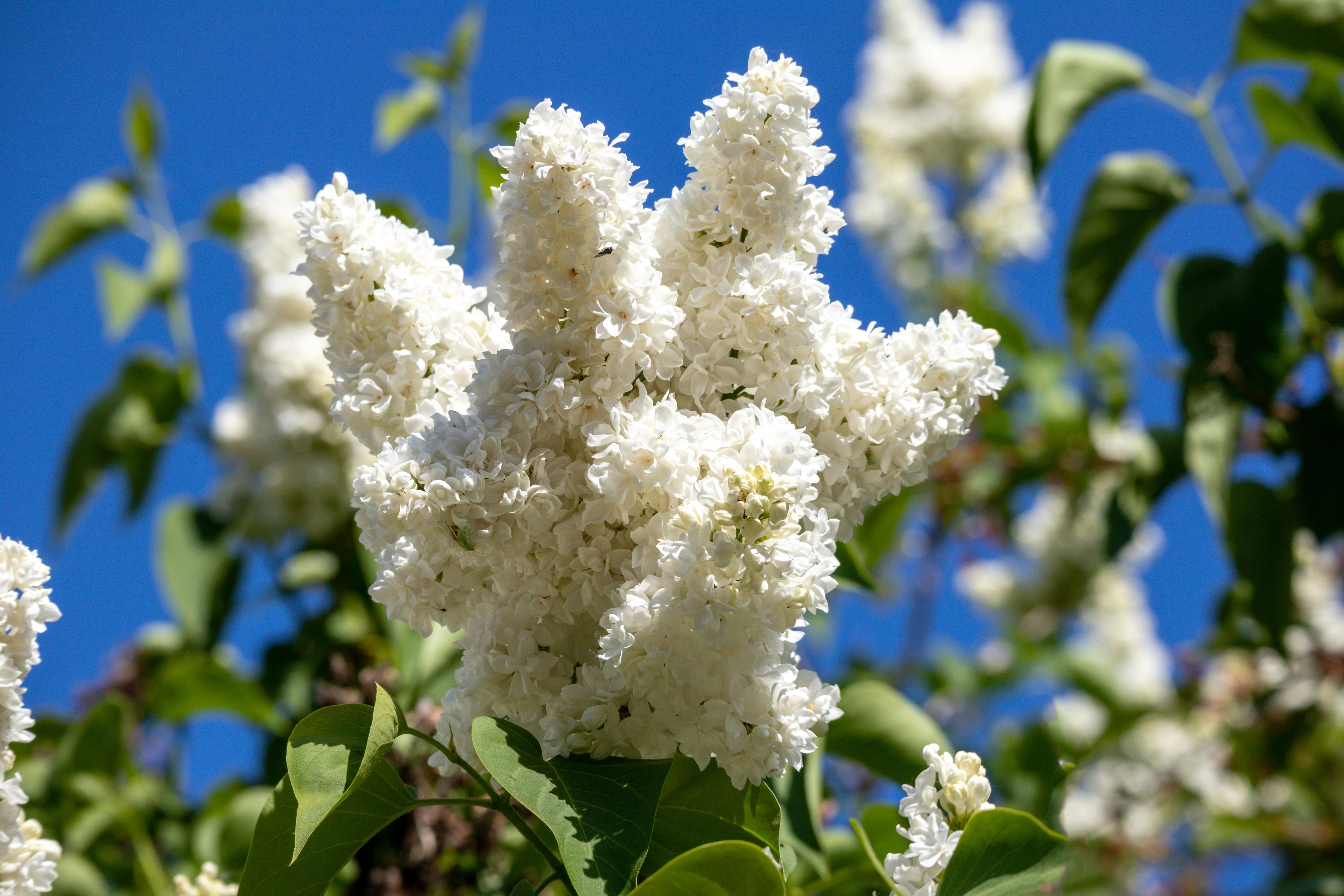 20 WHITE TREE LILAC Hummingbird Flower Fragrant Peking Syringa Pekinensis Seeds - Image 4