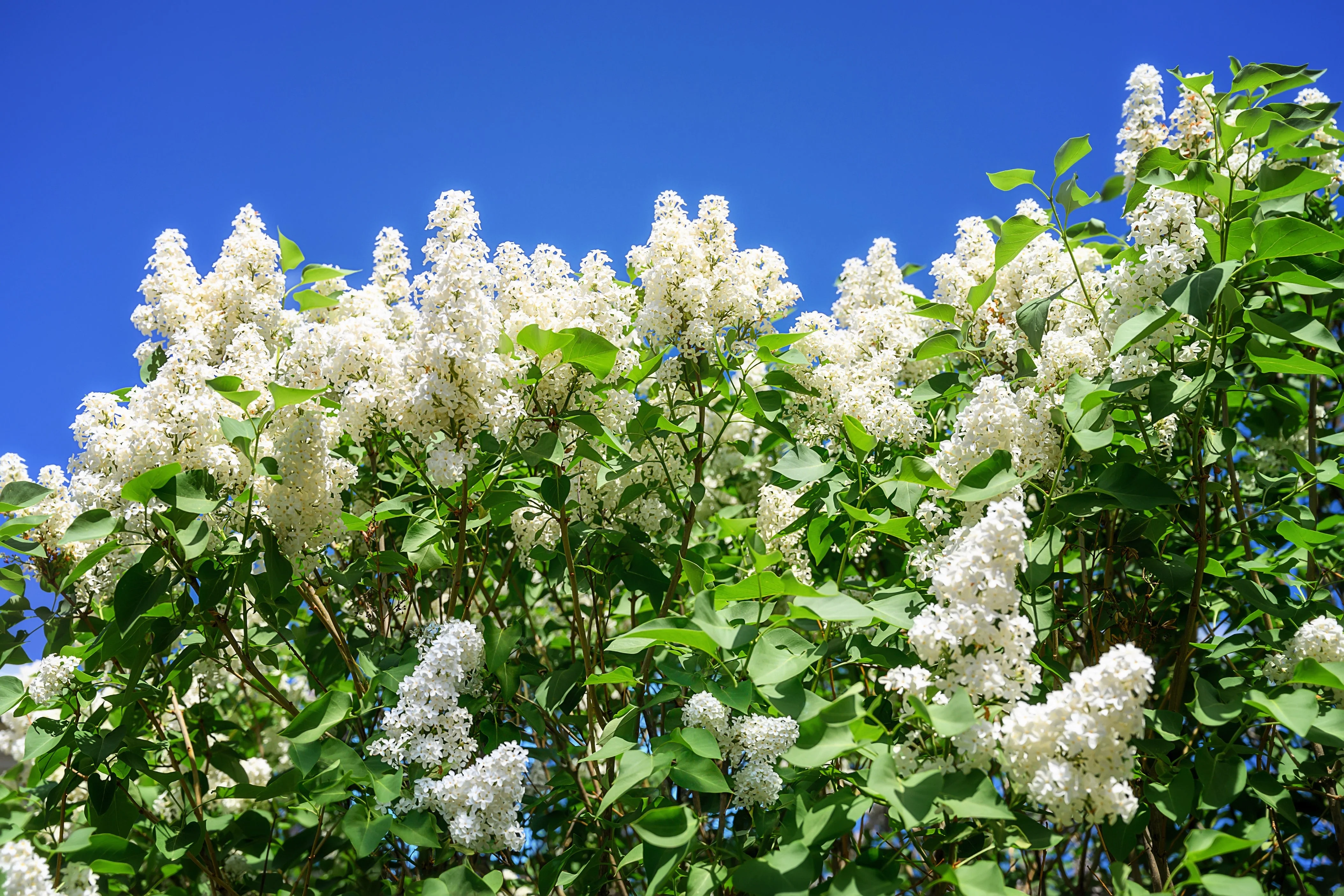 20 WHITE TREE LILAC Hummingbird Flower Fragrant Peking Syringa Pekinensis Seeds - Image 5