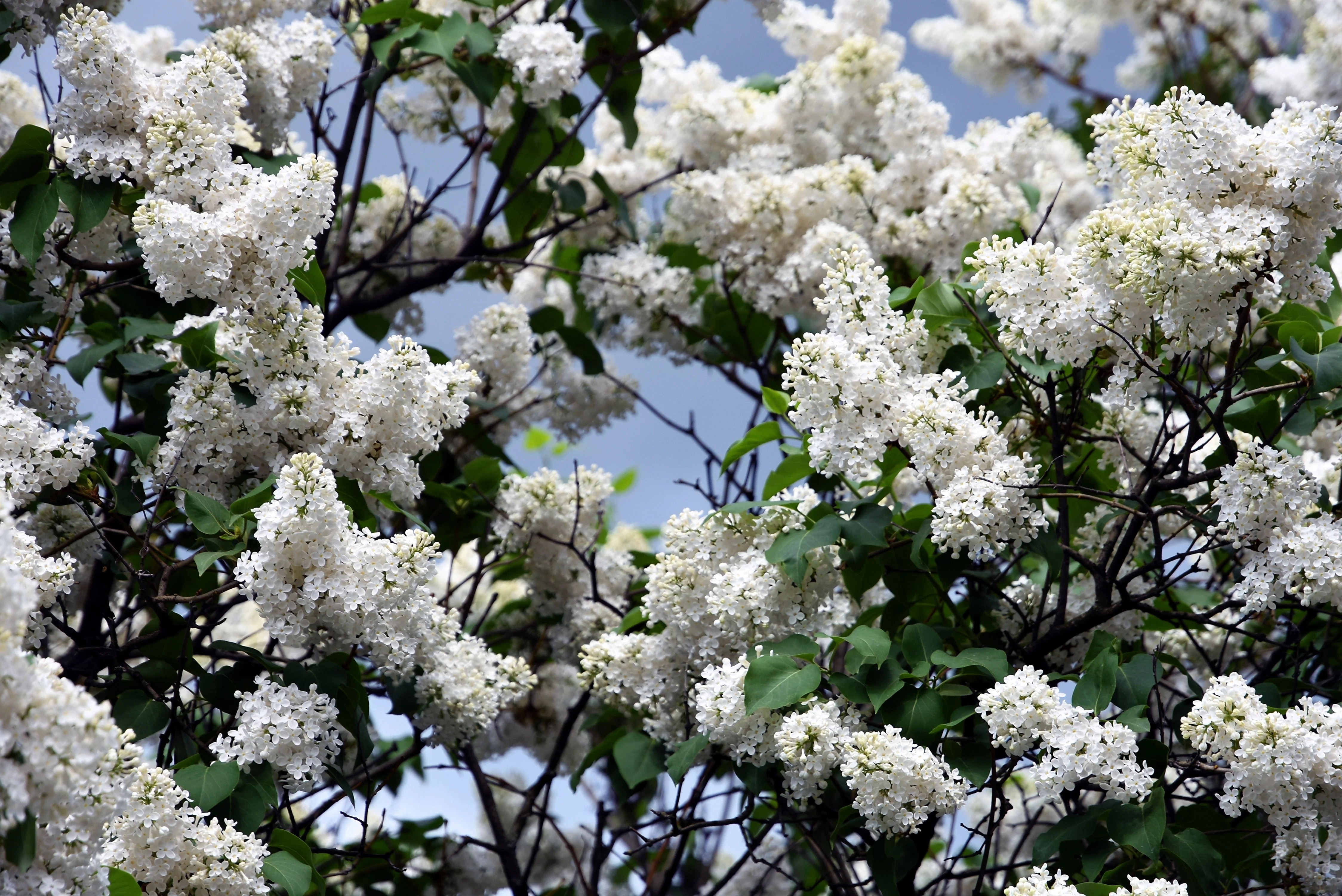 20 WHITE TREE LILAC Hummingbird Flower Fragrant Peking Syringa Pekinensis Seeds - Image 6