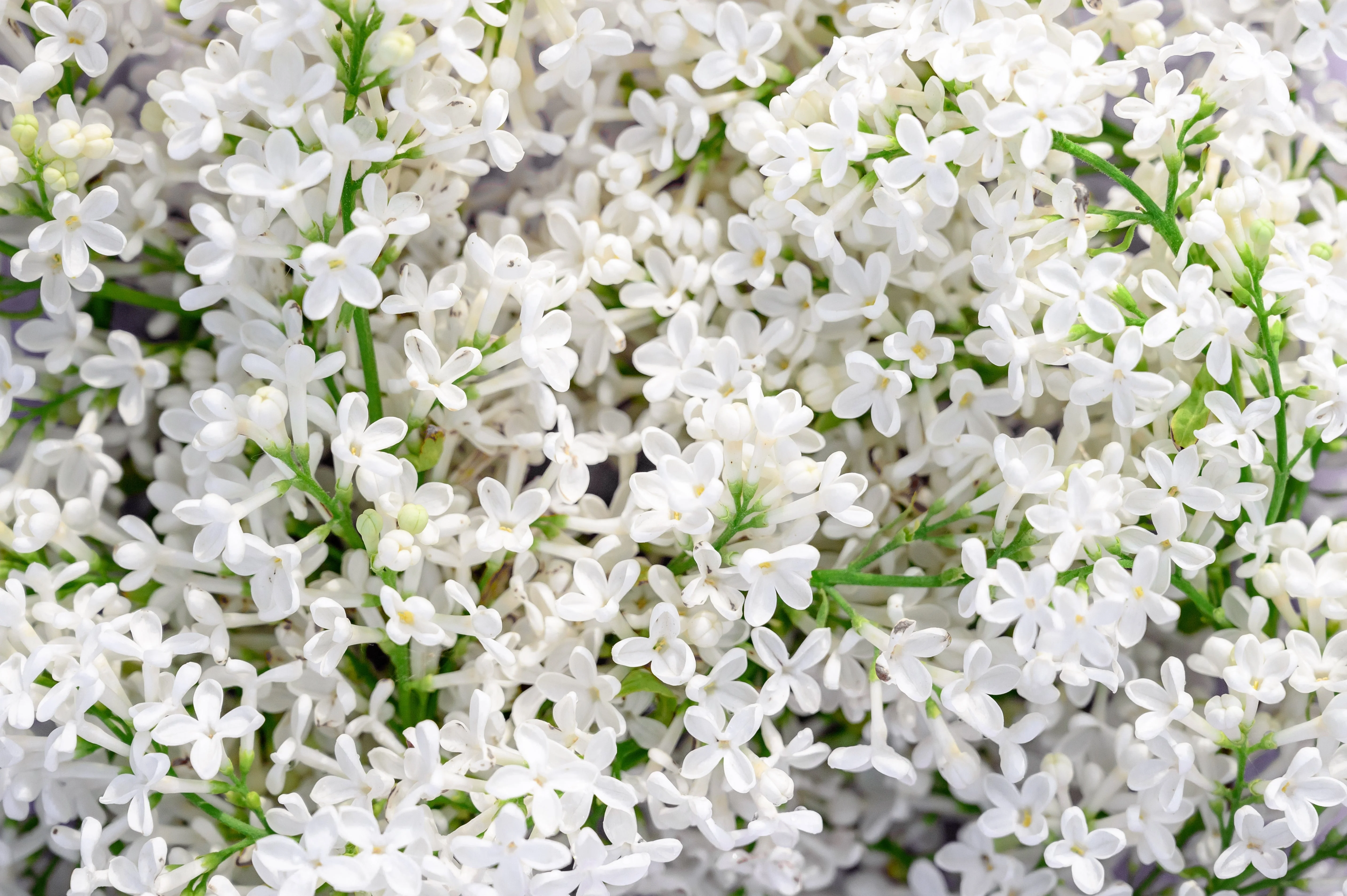 20 WHITE TREE LILAC Hummingbird Flower Fragrant Peking Syringa Pekinensis Seeds - Image 7