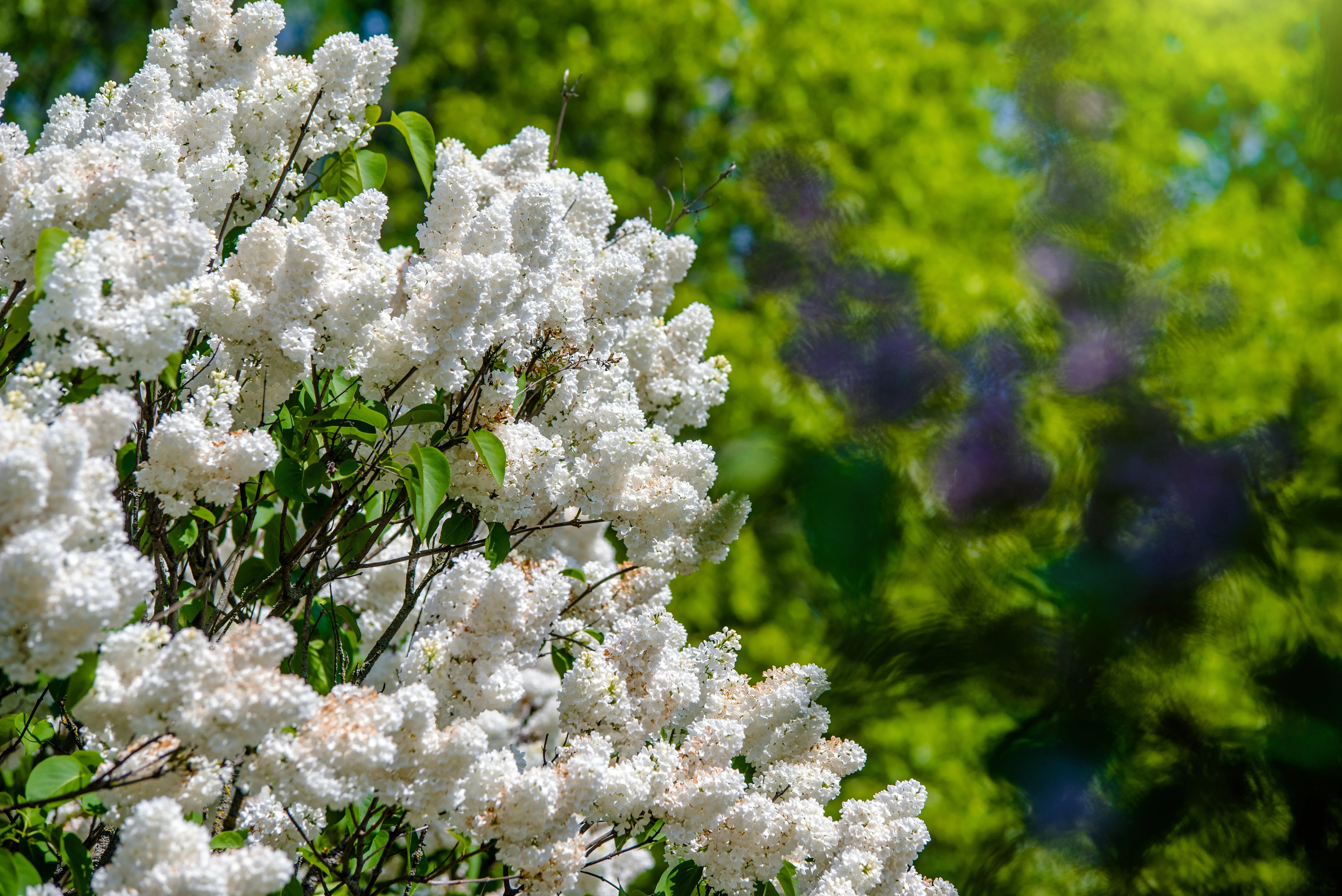 20 WHITE TREE LILAC Hummingbird Flower Fragrant Peking Syringa Pekinensis Seeds - Image 8
