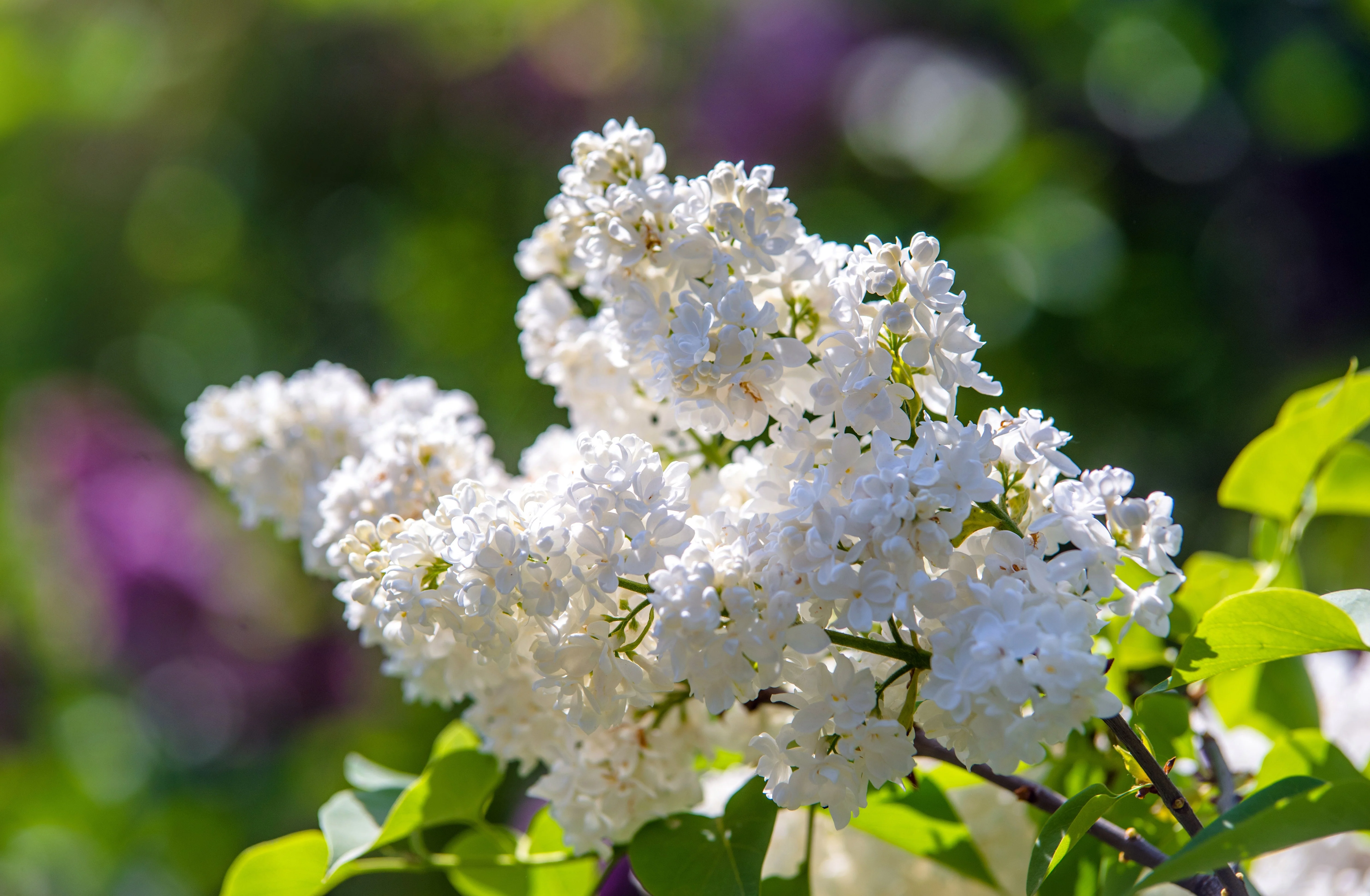 20 WHITE TREE LILAC Hummingbird Flower Fragrant Peking Syringa Pekinensis Seeds - Image 9