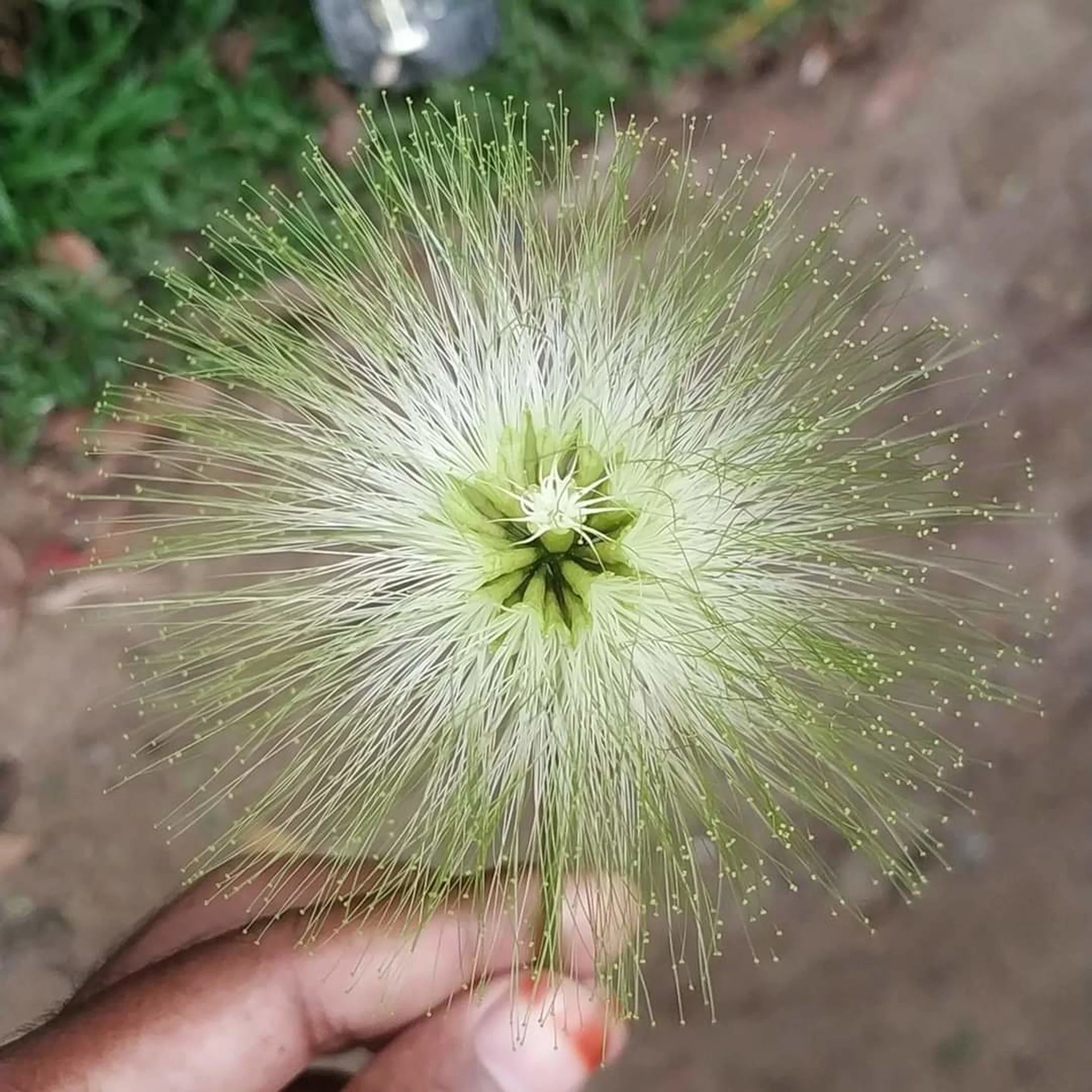 20 WOMAN'S TONGUE TREE White Mimosa Nectar Flower Albizia Lebbeck Legume Seeds - Image 10