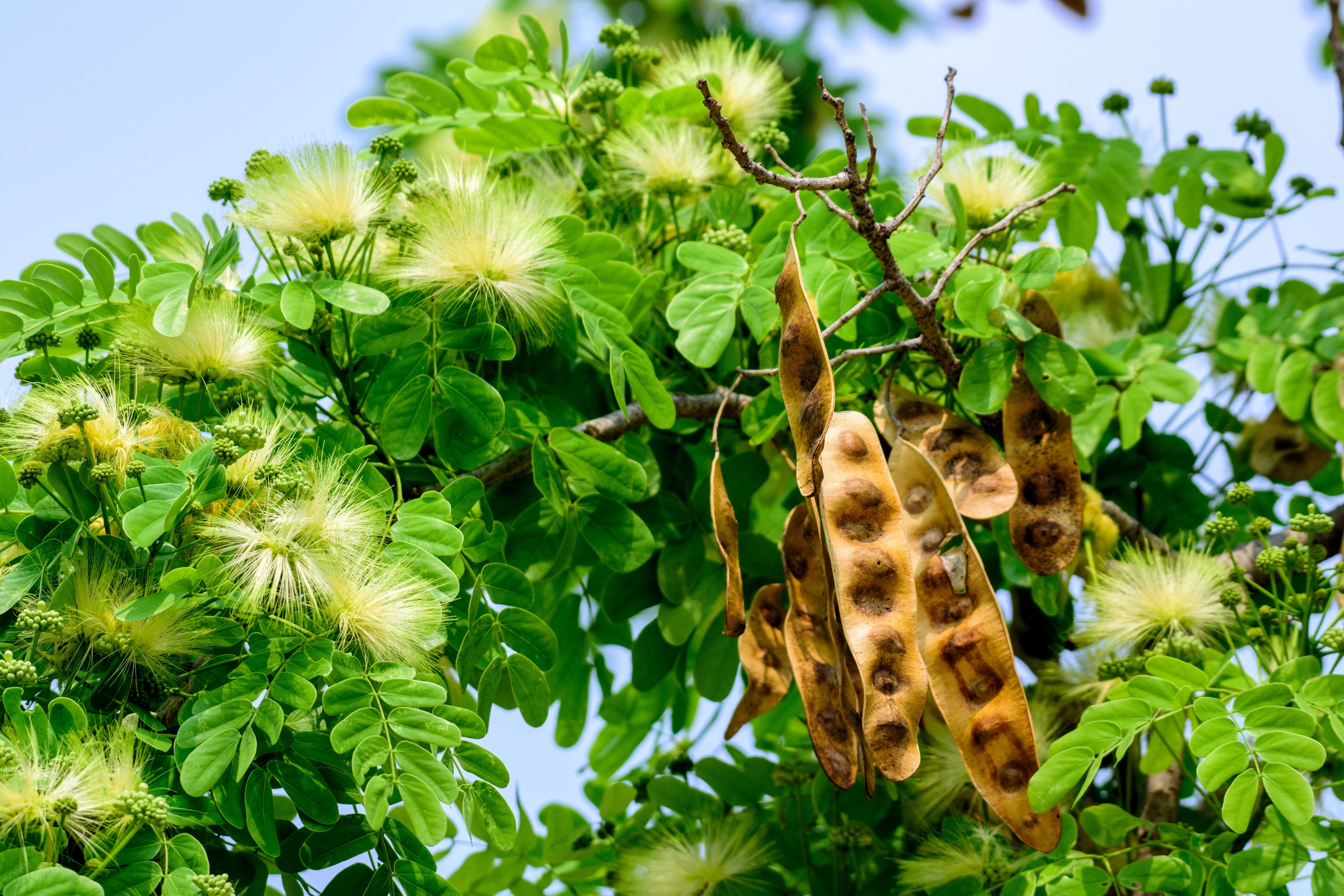 20 WOMAN'S TONGUE TREE White Mimosa Nectar Flower Albizia Lebbeck Legume Seeds - Image 12