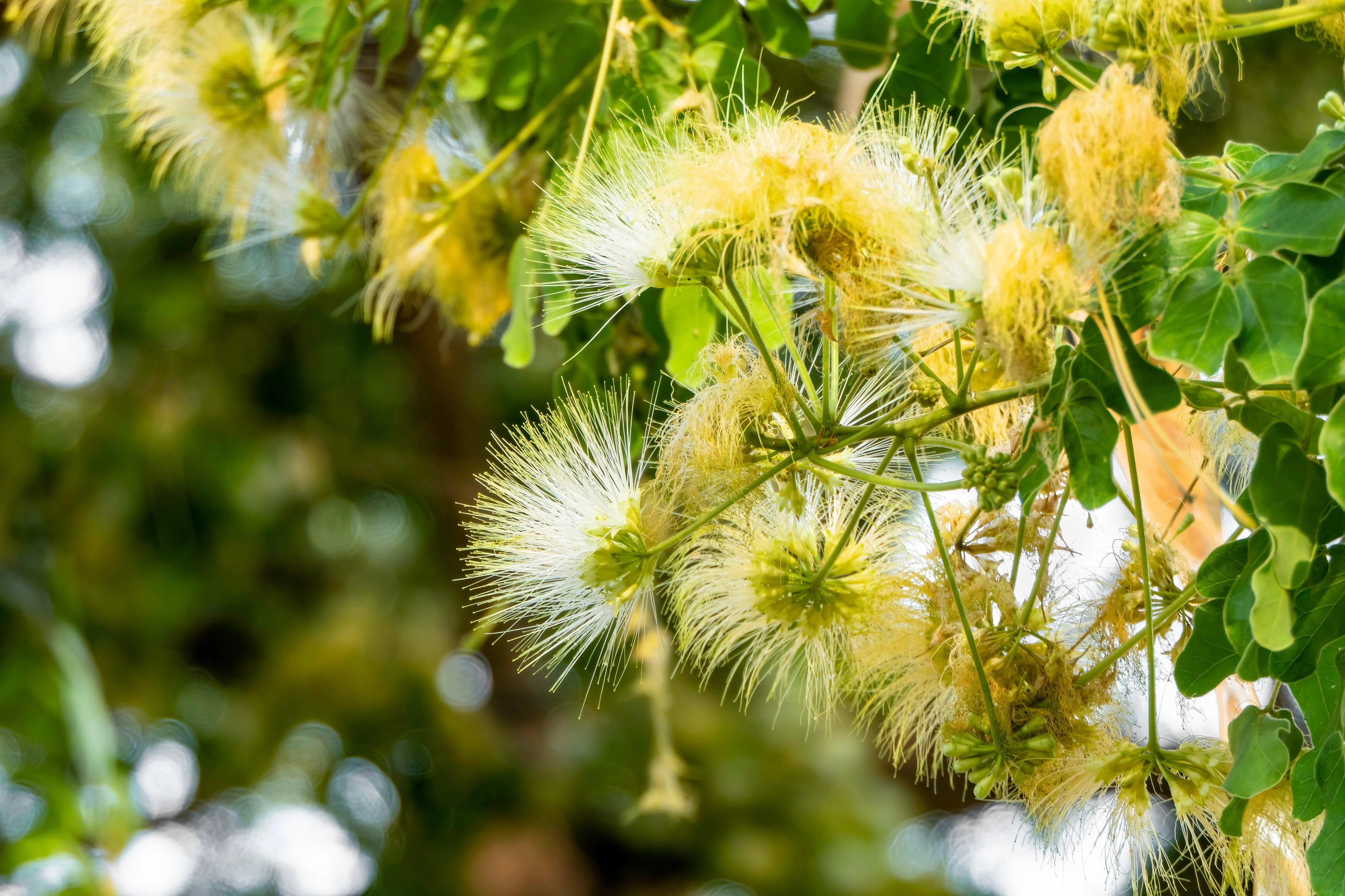 20 WOMAN'S TONGUE TREE White Mimosa Nectar Flower Albizia Lebbeck Legume Seeds - Image 2