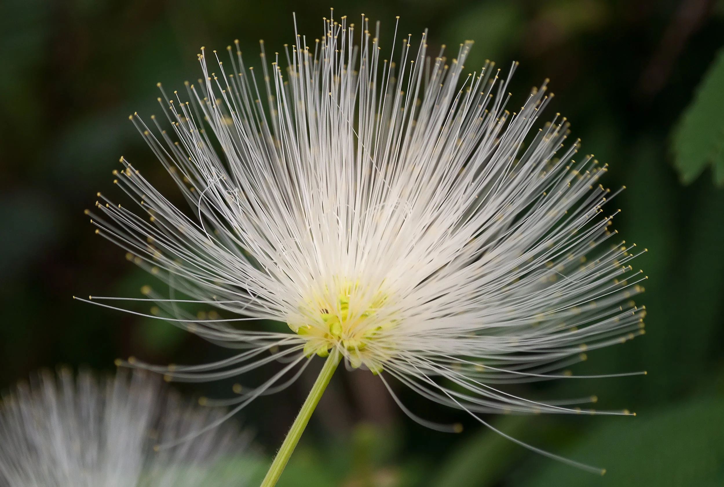 20 WOMAN'S TONGUE TREE White Mimosa Nectar Flower Albizia Lebbeck Legume Seeds - Image 3