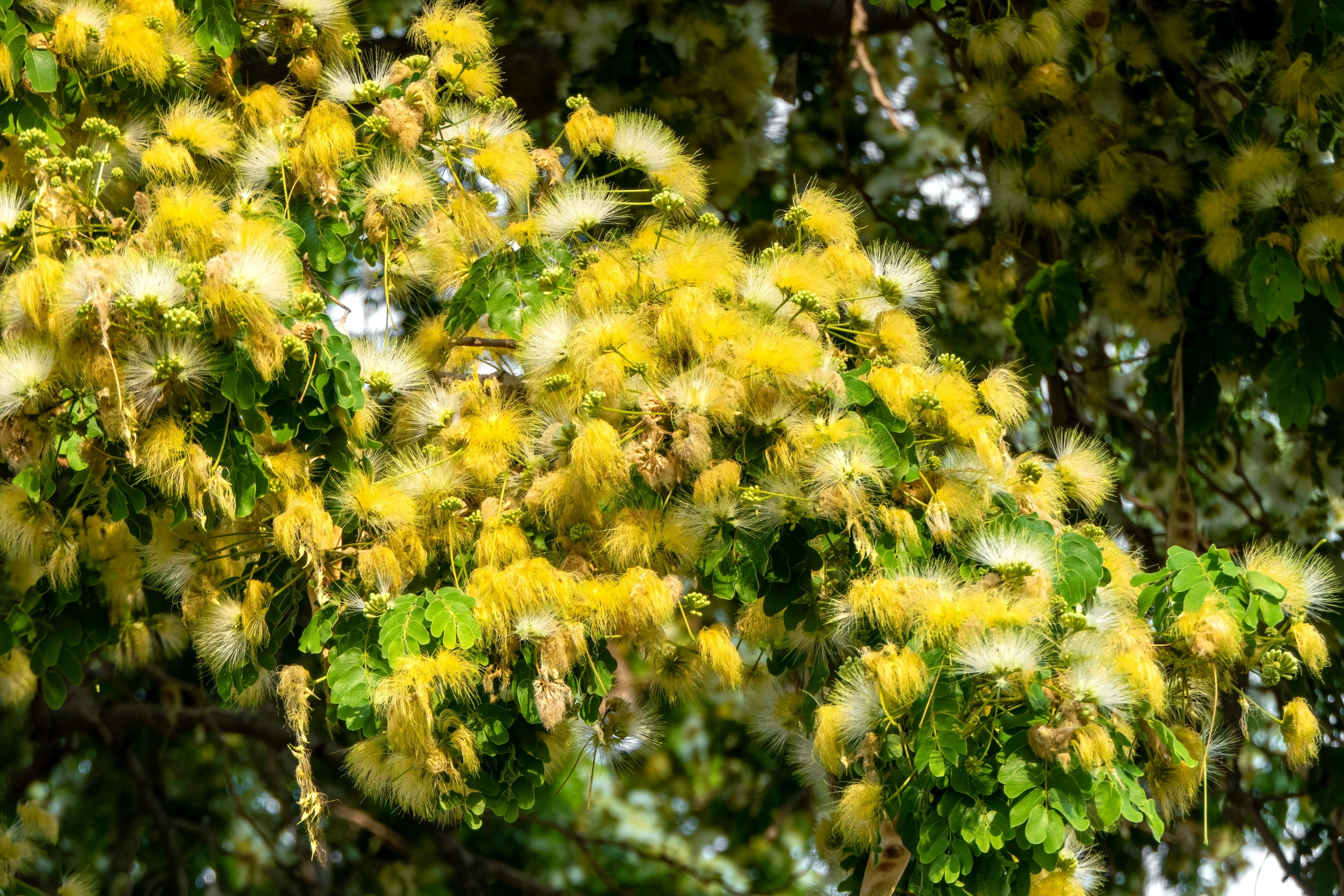 20 WOMAN'S TONGUE TREE White Mimosa Nectar Flower Albizia Lebbeck Legume Seeds - Image 4