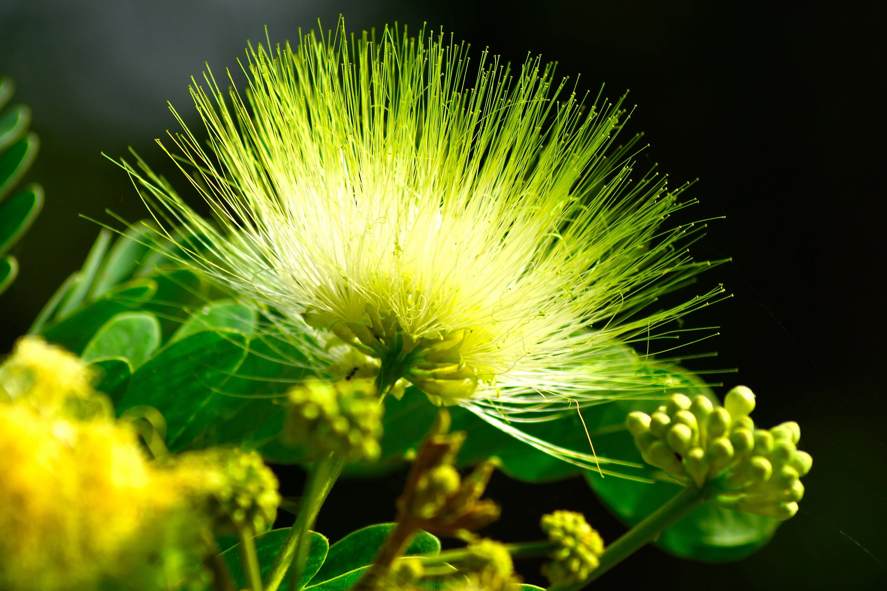 20 WOMAN'S TONGUE TREE White Mimosa Nectar Flower Albizia Lebbeck Legume Seeds - Image 7